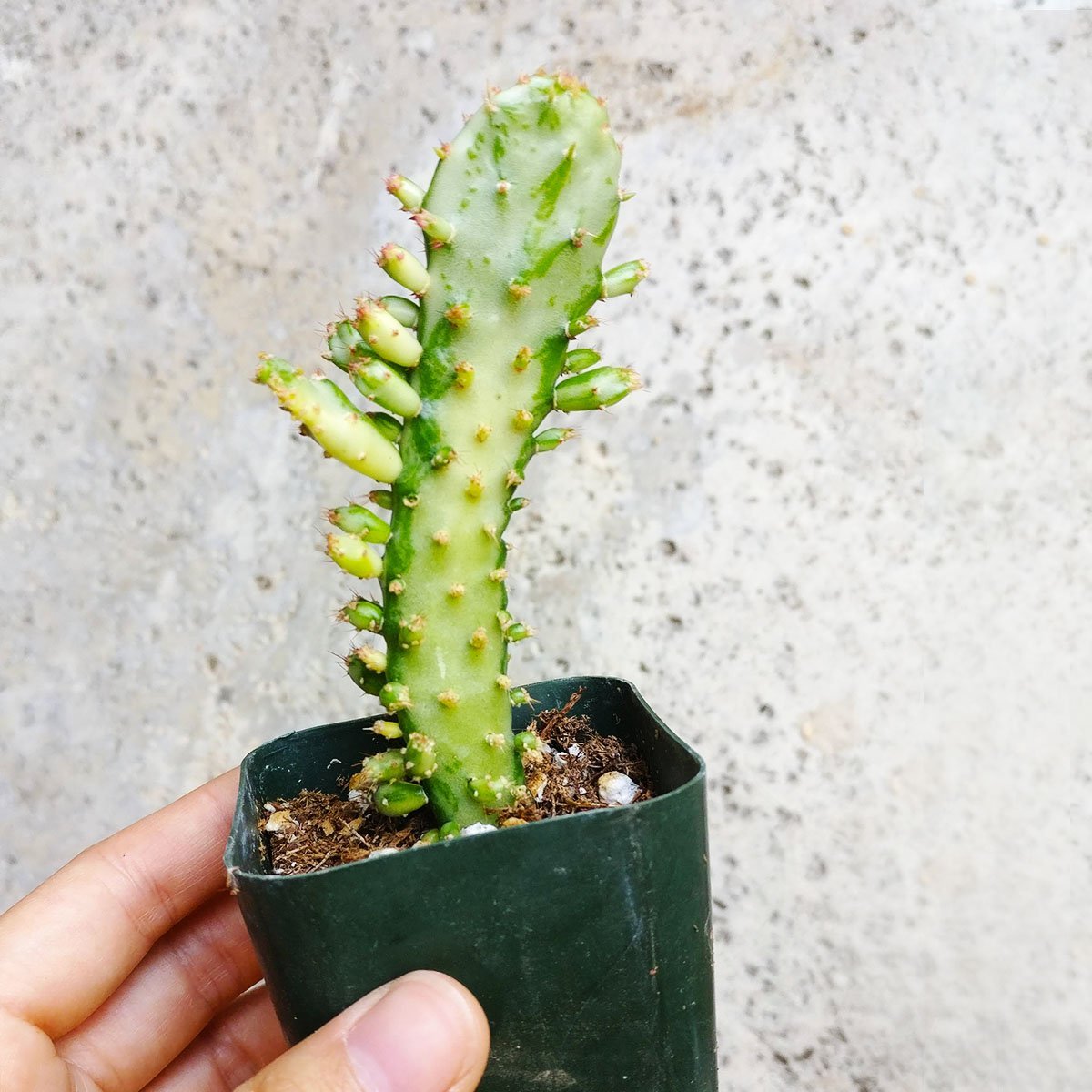 Variegated Joseph's Coat Cactus (2 inch)