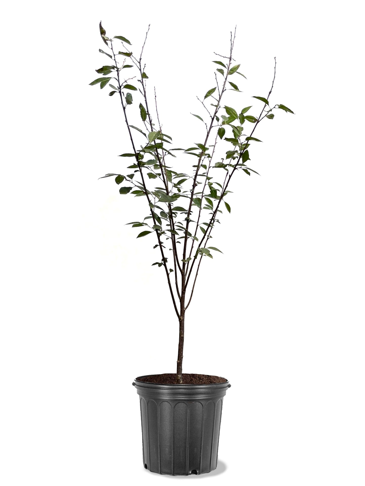 American Plant Exchange Cherry Tree 'Rainier Sweet' – Live Fruit-Bearing Plant, 7-Gallon Pot, Cold Hardy, Sweet Edible Cherries for Outdoor Orchards and Landscapes