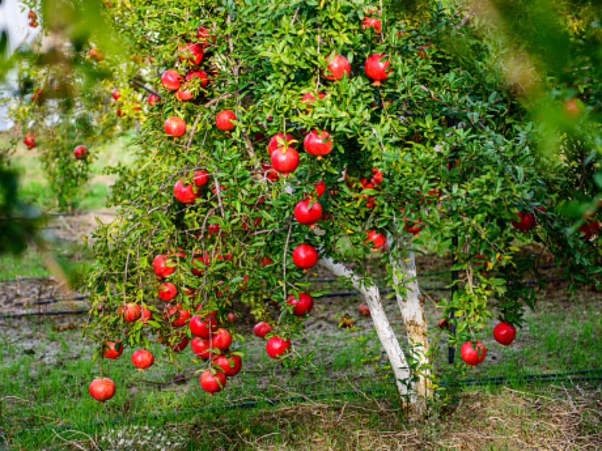 Parfianka Pomegranate, 1 Gallon Live Nursery Pot, Juicy Red Fruit| Arbor Day Foundation (Due to Agricultural Laws, Unavailable to CA, AZ, TX)