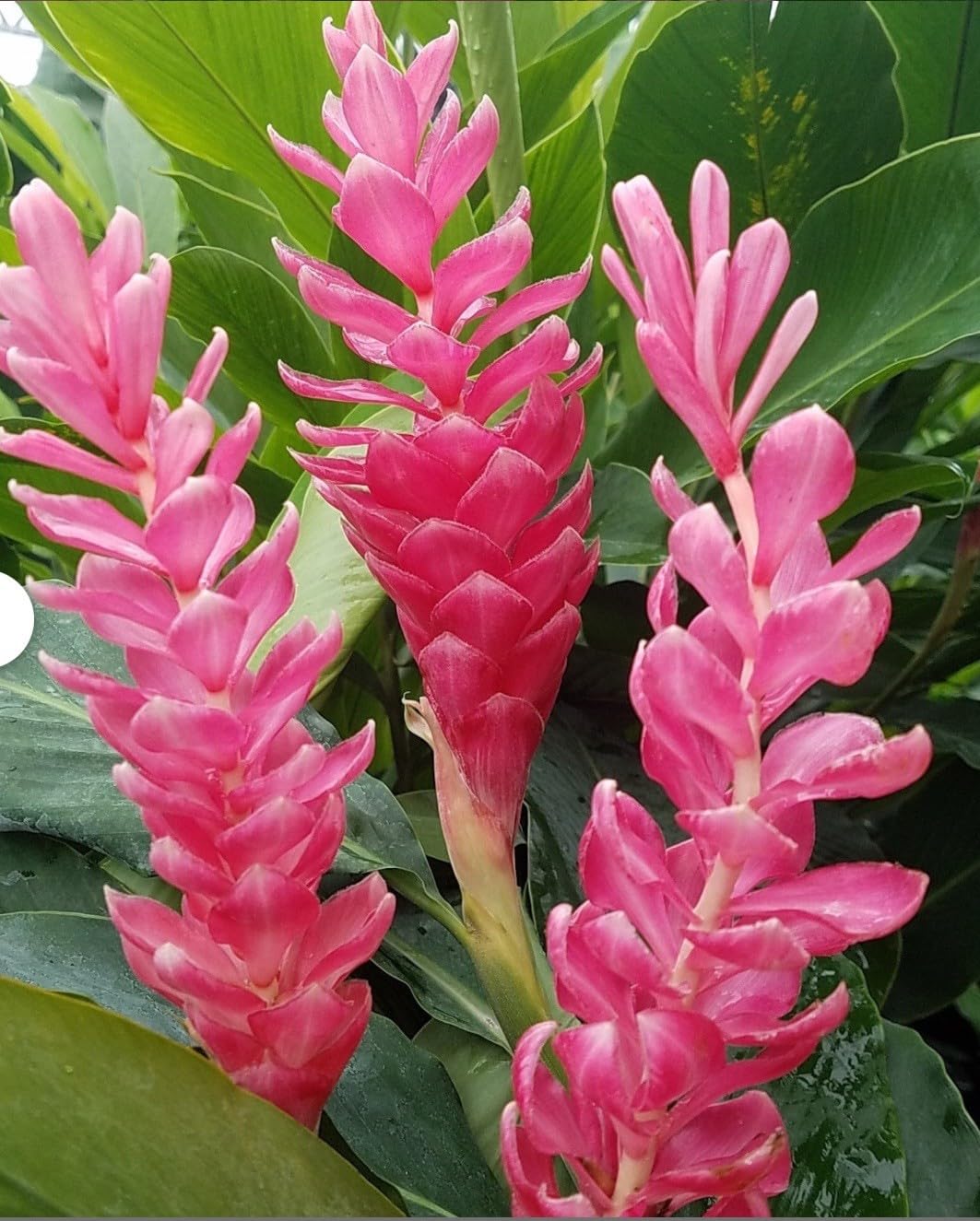 Live Plant - Hawaiian Hot Pink Ginger-Alpinia Purpurata- Small Rooted Starter Plant