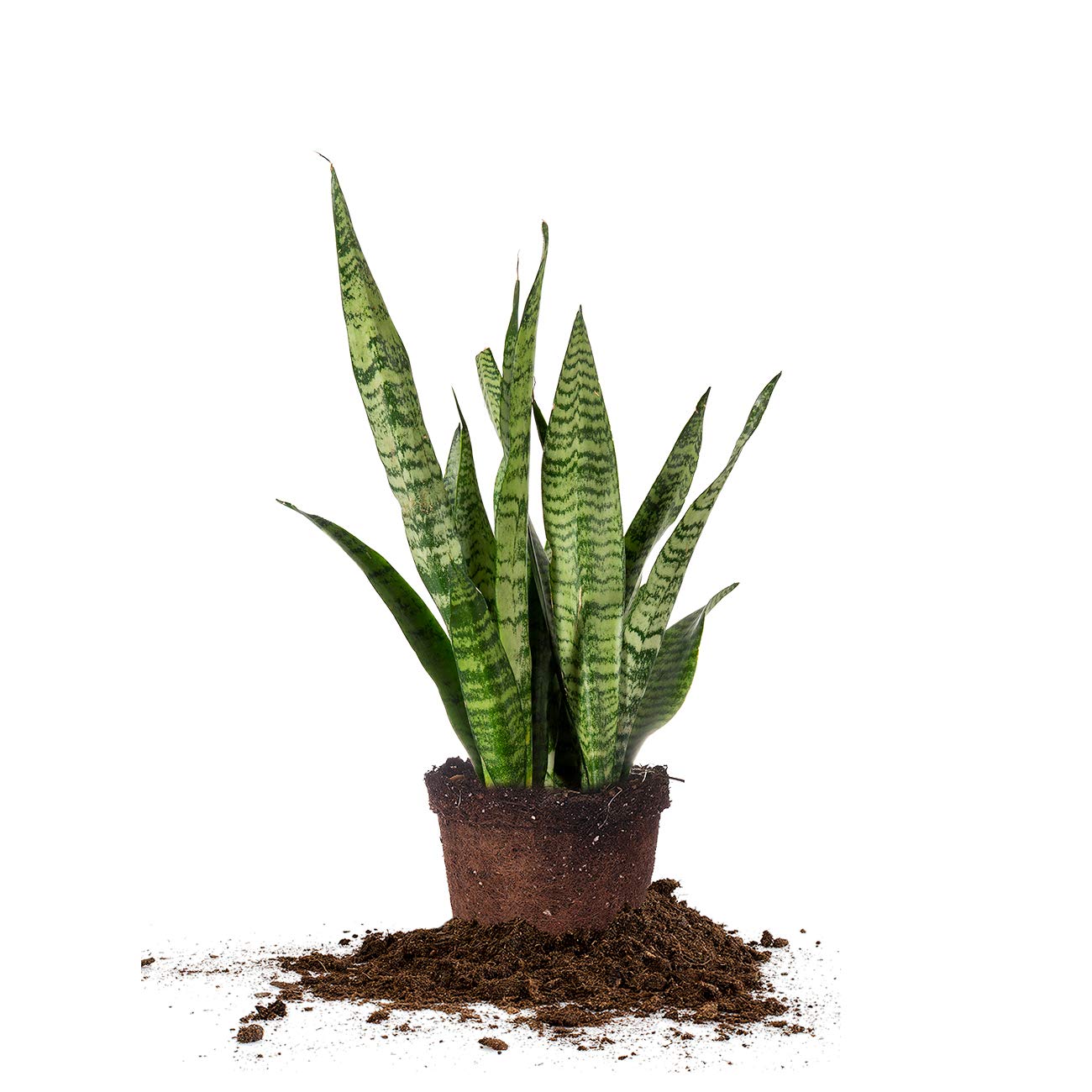 Perfect Plants Sansevieria Zeylanica Snake Plant | 16in Tall | Easy Care | Thrives in Low to Bright Light, Air Purifying 6in. Grower's Pot