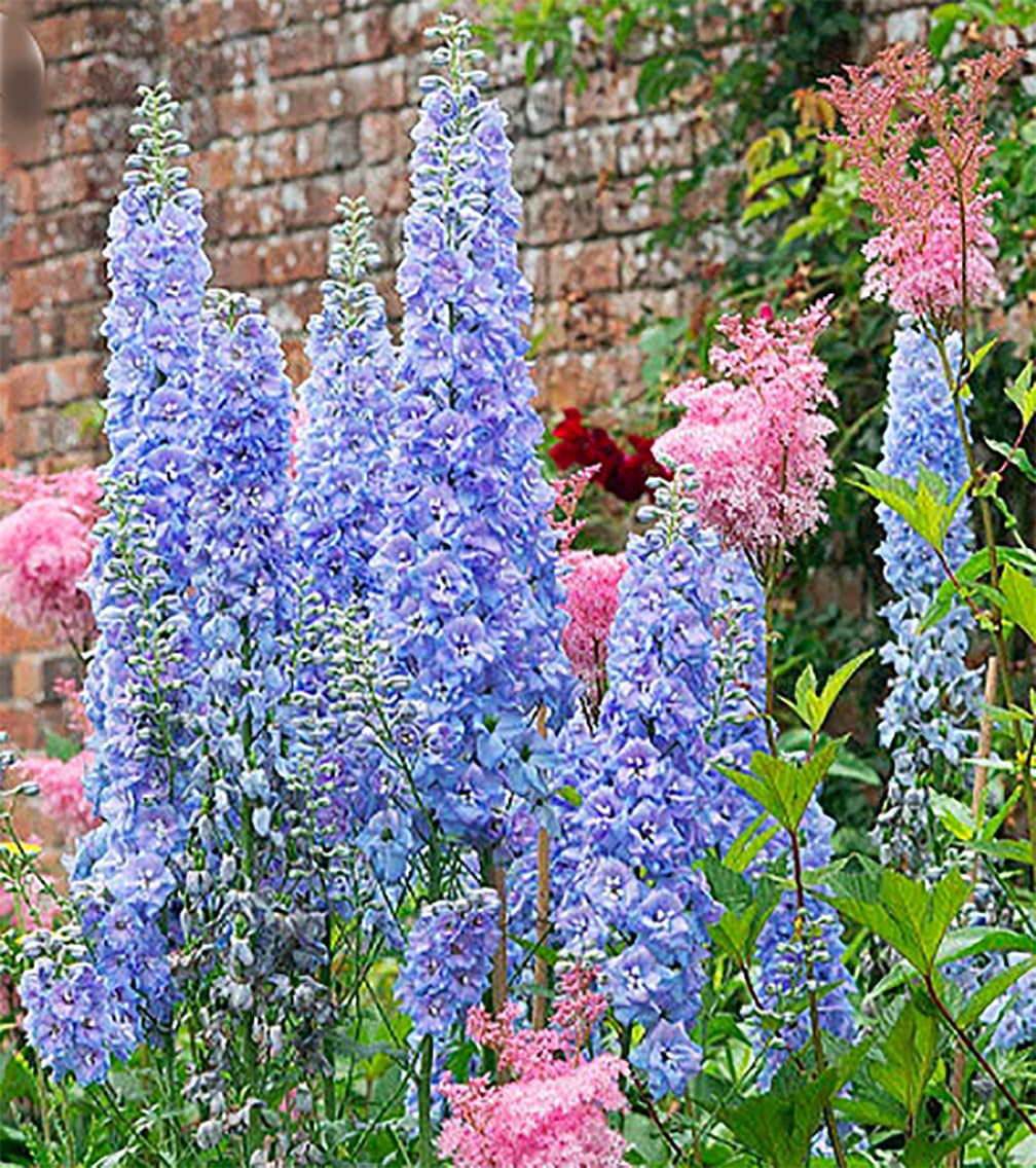 Blue Bell Delphinium Seeds - 250 Seeds