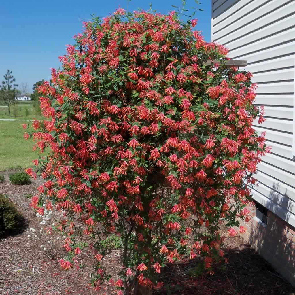 Votaniki Red Honeysuckle Vine (Lonicera sempervirens) 1-2ft Plant | Vibrant Perennial, Fast Growing Flowering Vine – Easy to Grow & Pollinator Friendly (1 Pack)