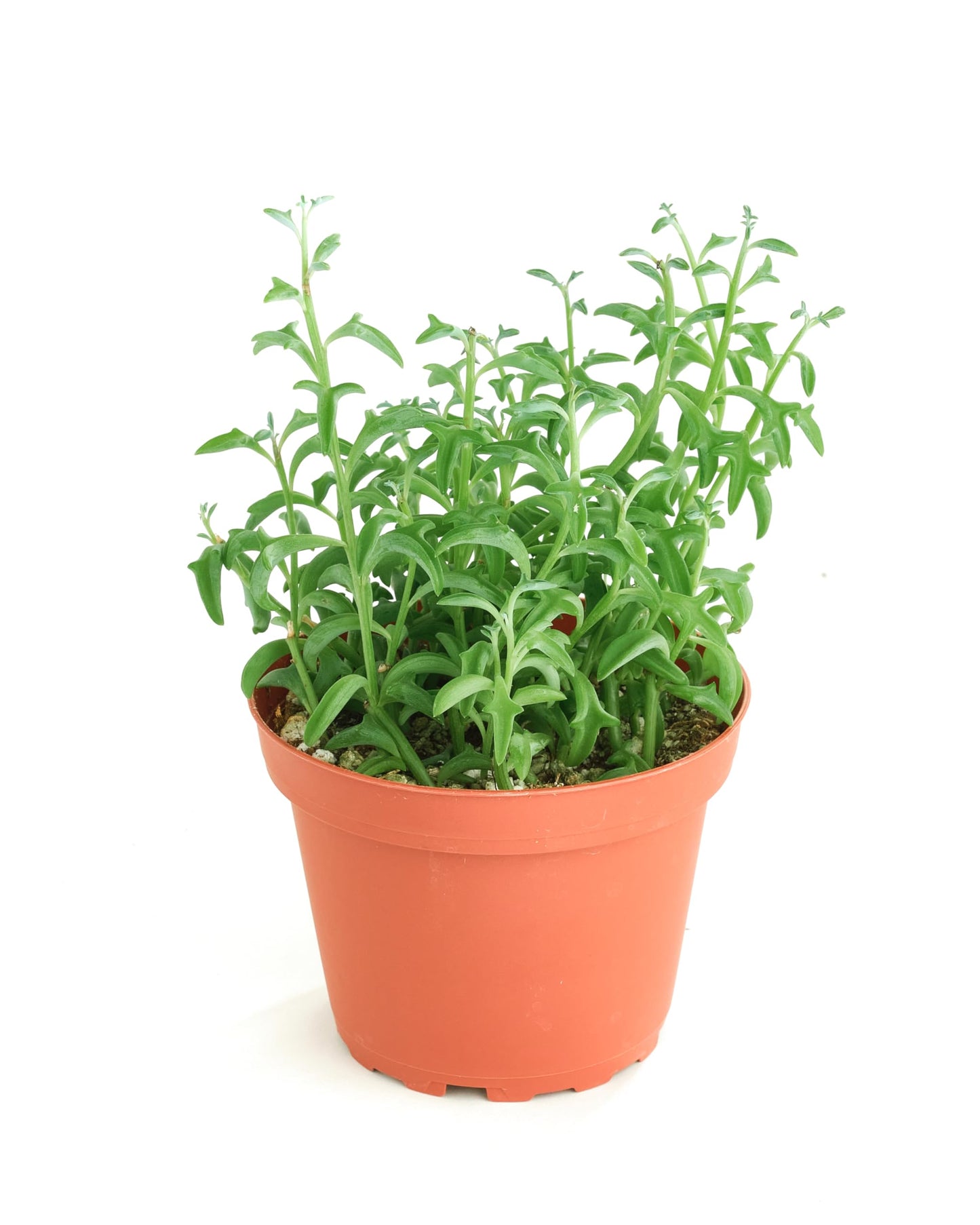 Shop Succulents | String of Succulents Collection | String of Dolphins Live Outdoor/Indoor Hanging Succulent Plant | Fully Rooted in Soil
