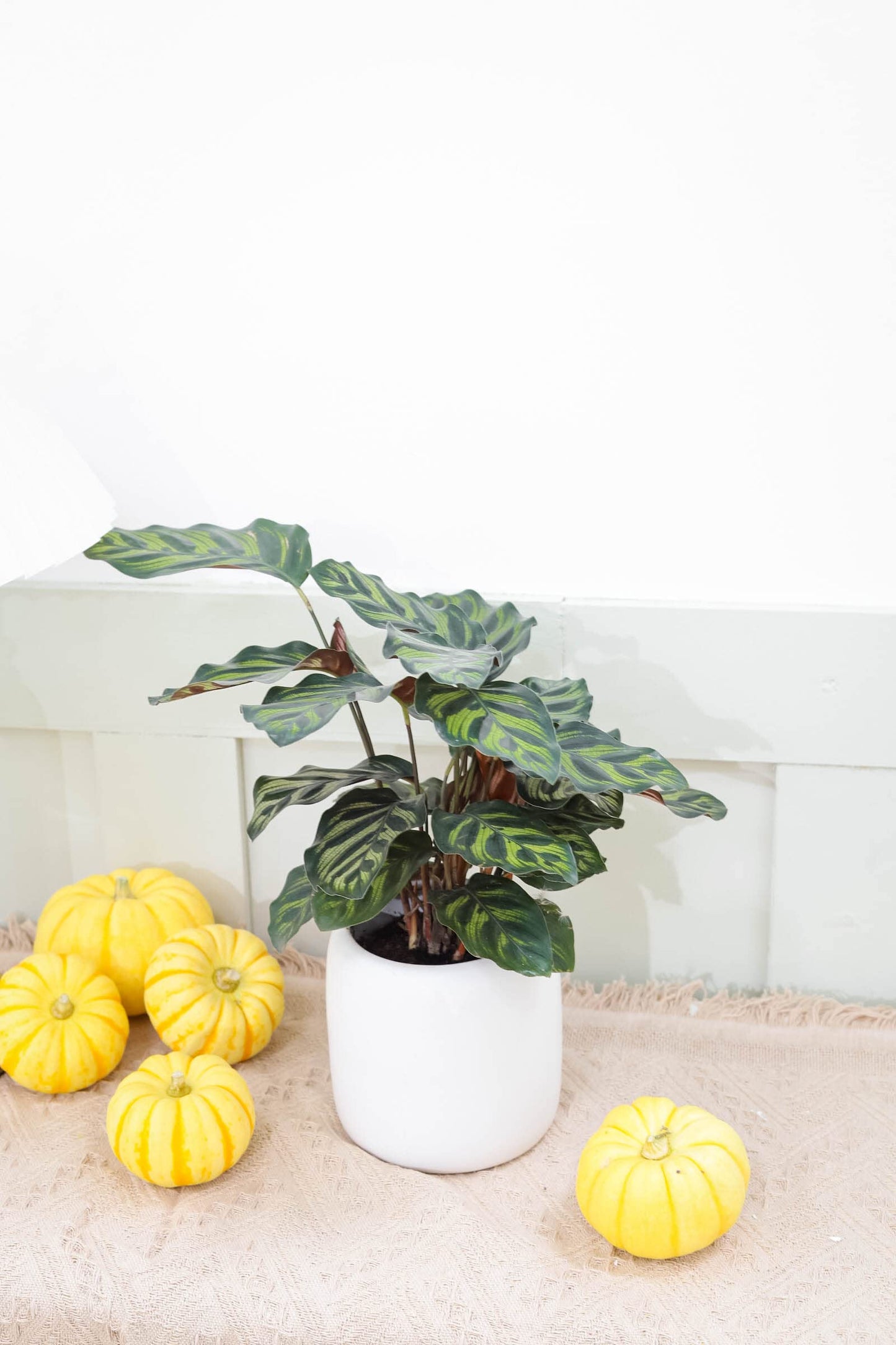 Calathea makoyana Peacock (4" Grower Pot) - Peacock Prayer Plant - Eye-catching, Easy to Grow, Easy to Care Houseplant - Live Healthy Houseplant for Home Office Decoration