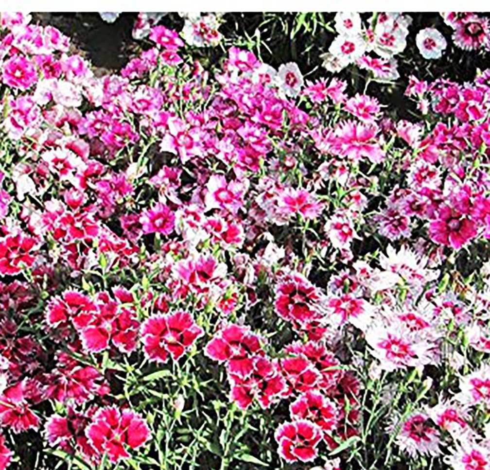 Large Flowered Dianthus Mix Seeds
