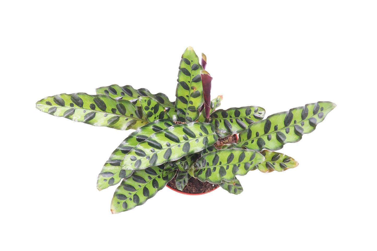 Calathea Rattlesnake Lancifolia - 6'' from California Tropicals