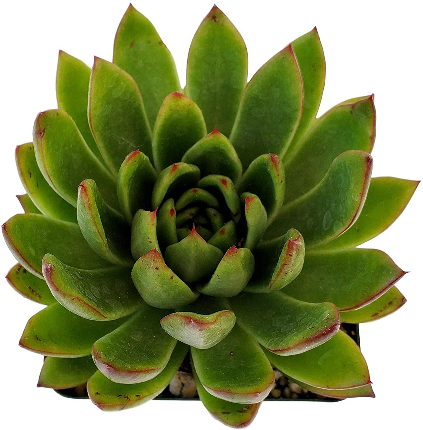 Live Green and Red Echeveria Agavoides Lipstick Succulent Plant - Stunning Rosette Drought-Tolerant Indoor/Outdoor Decor - Unique and Hardy Cactus Variety Rooted in Soil with Pot
