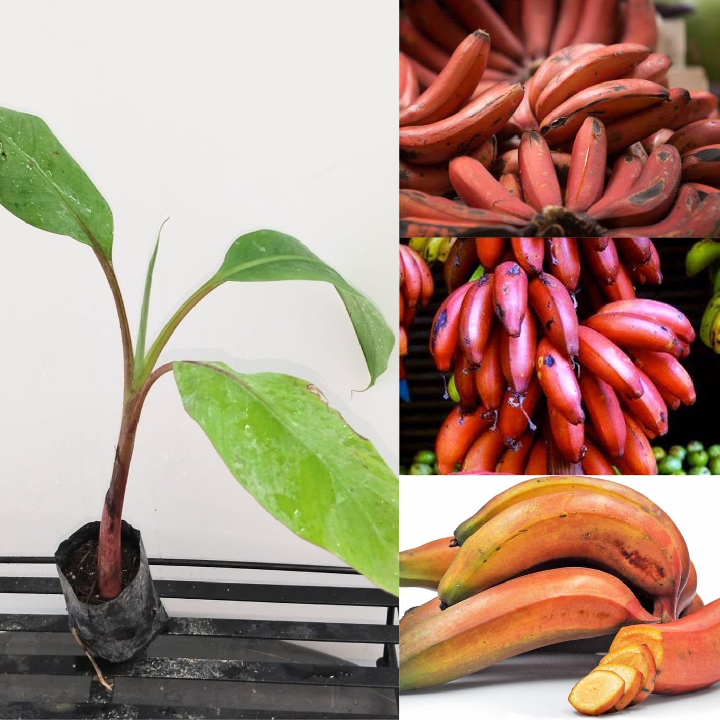 Cuban Red Banana Tree - Red Dacca Banana Live Plant - Live Starter Fruit Tree - Red Banana Tree Plant - Banana Tree Live