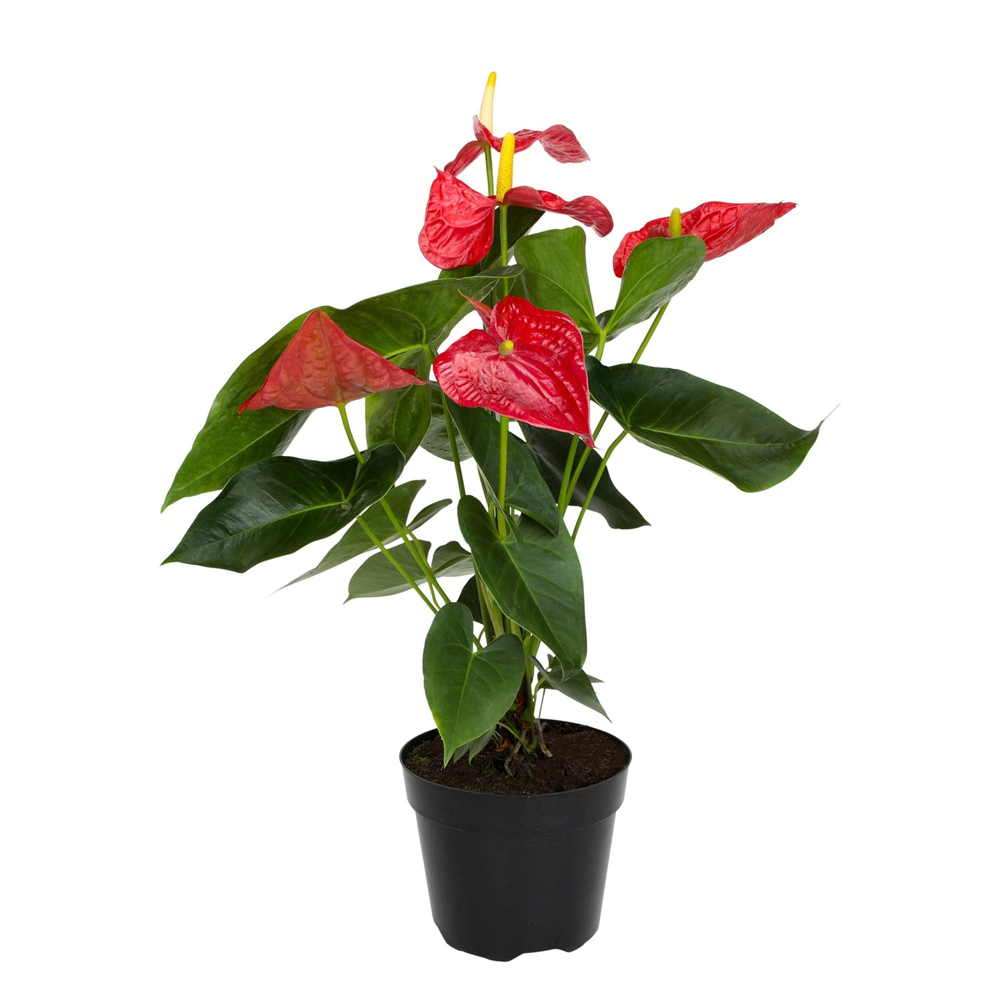 Red Anthurium Live Plant in 8" Grower Pot, Easy Care Real Houseplant, Anthuriums for Home or Office, Blooms Year Round, Air Purifying Houseplants by Plants for Pets
