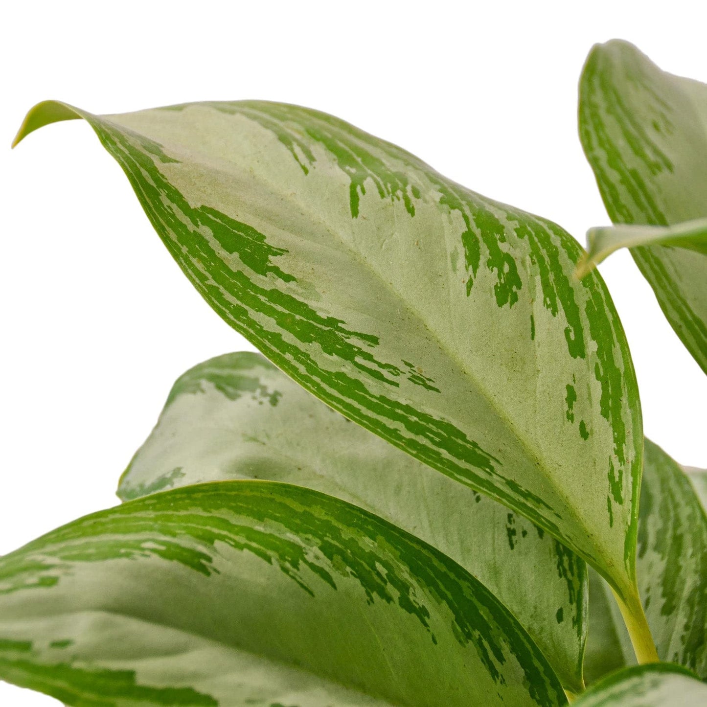 Chinese Evergreen 'Silver Bay' Nursery Pot 6"