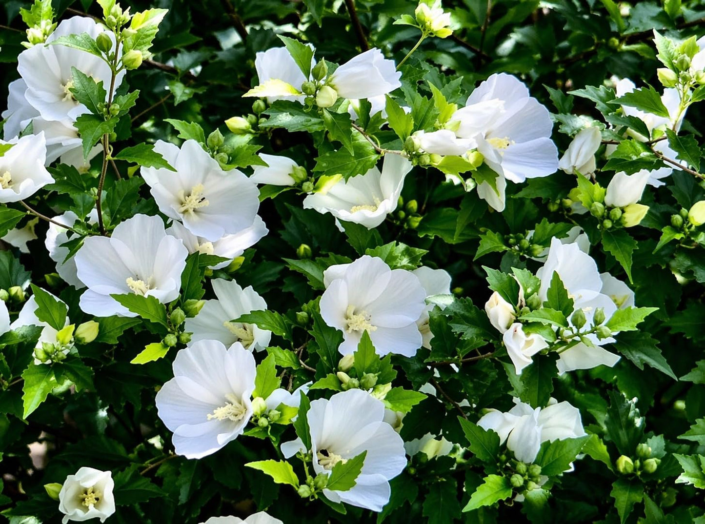 5 White Diana Rose of Sharon Hibiscus (Althea) Shrubs - 10-18" Tall Live Plants - Flowering Bush/Tree Seedlings - Hibiscus syriacus 'Diana' - (Pack of 5)