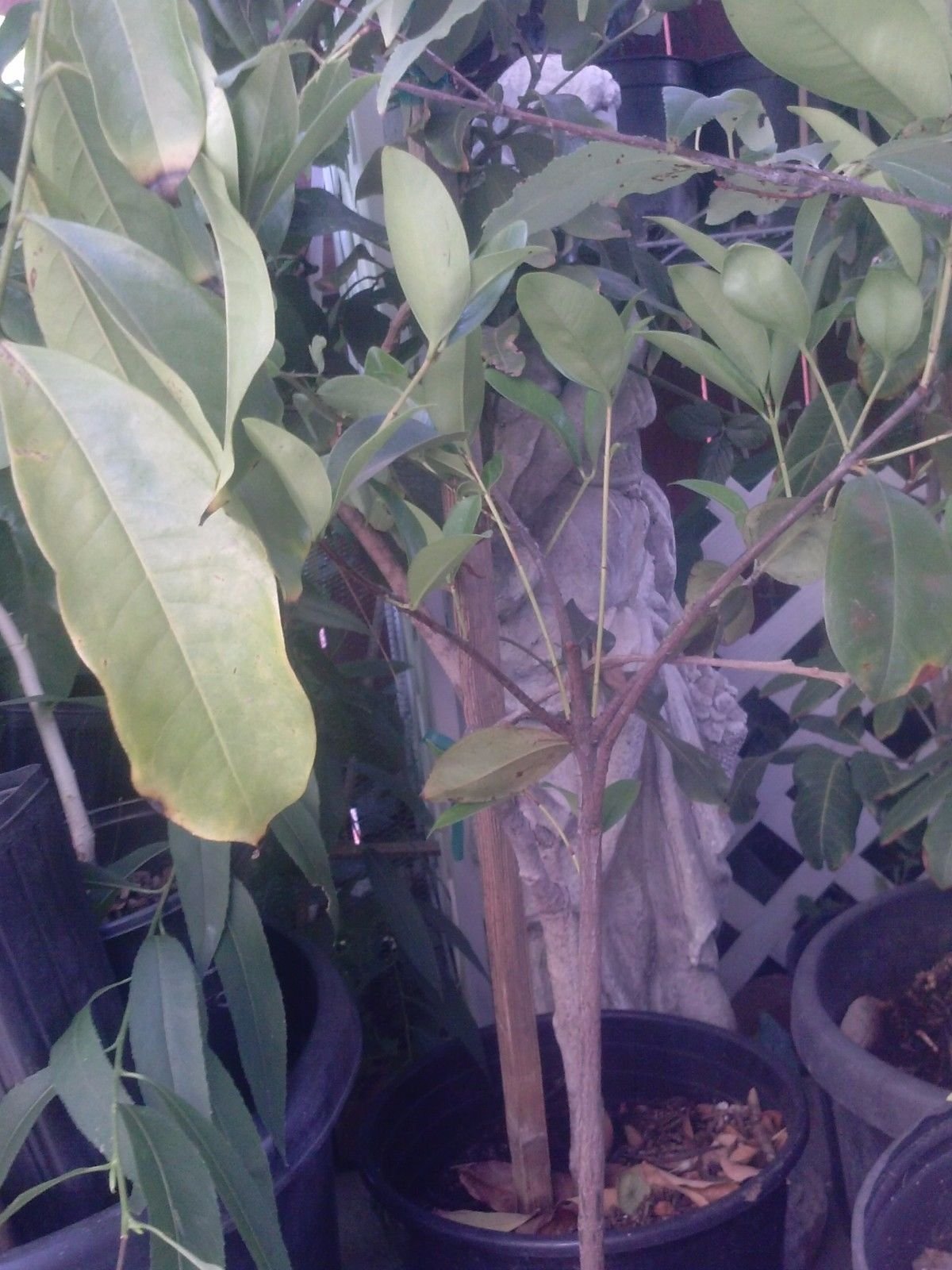 9EzTropical - Grumichama Cherry Nice Plant - 2 Feet Tall - Ship in 1 Gal Pot