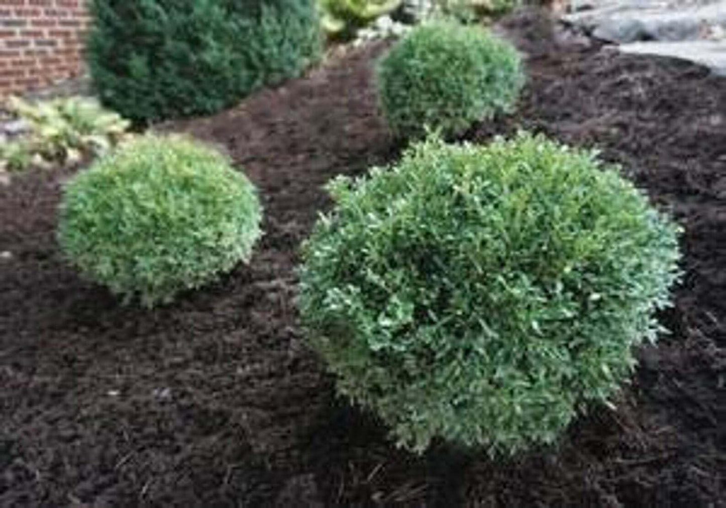 Live Plant - Franklin's Gem Boxwood Shrub/Bush - Live Plant - 3-8" Tall - Quart Pot