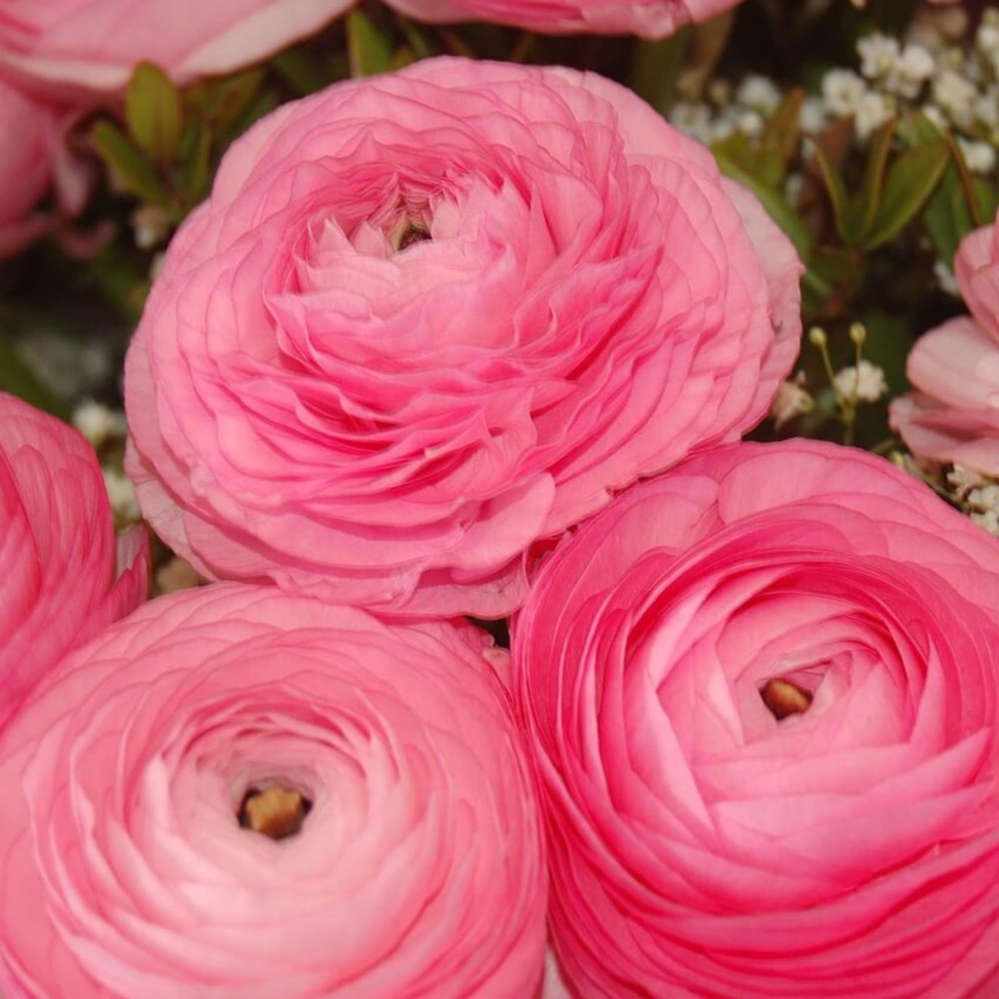 Ranunculus Bulbs Pink - Beautiful Pink Ranunculus Aviv Flowers - Large and Healthy Ranunculus Corms Ready to Grow in Spring or Summer Gardens - Ranunculus Bulbs from Hand Picked Nursery (10)