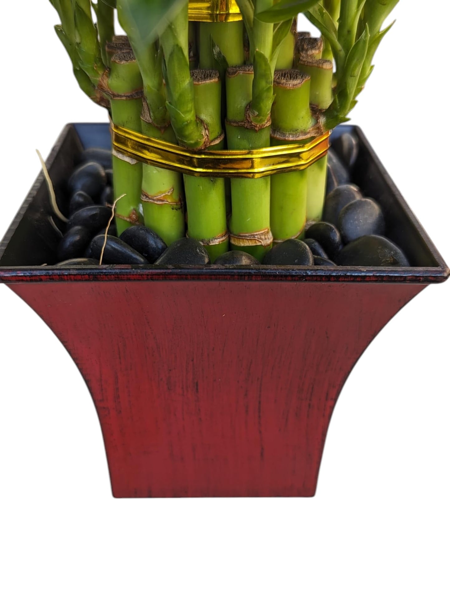 Live Lucky Bamboo Plant in Red Vase, 2 Tiers, 6" and 4" Stalks