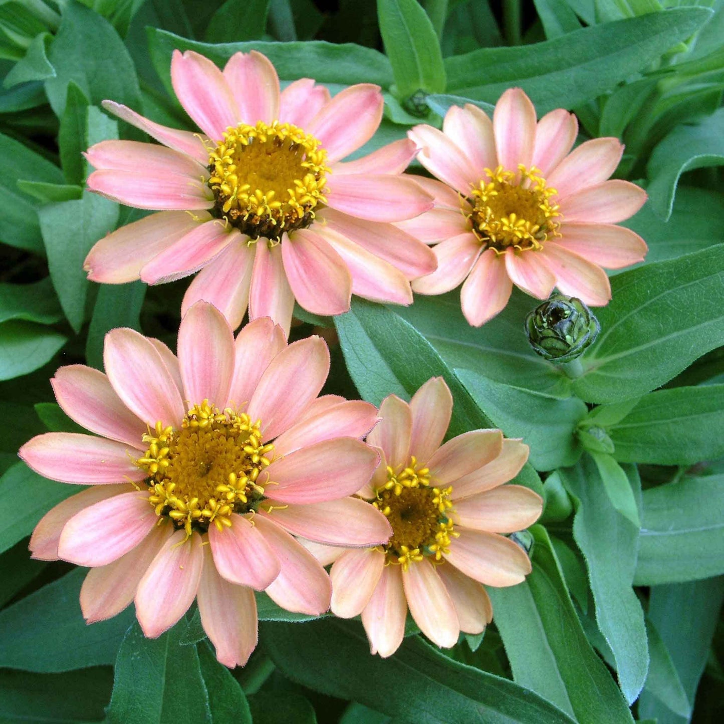 Eden Brothers Zinnia Seeds - Profusion Apricot, Non-GMO Seeds for Planting, Packet | Low-Maintenance Flower Seeds, Plant During Spring, Zones 2, 3, 4, 5, 6, 7, 8, 9, 10