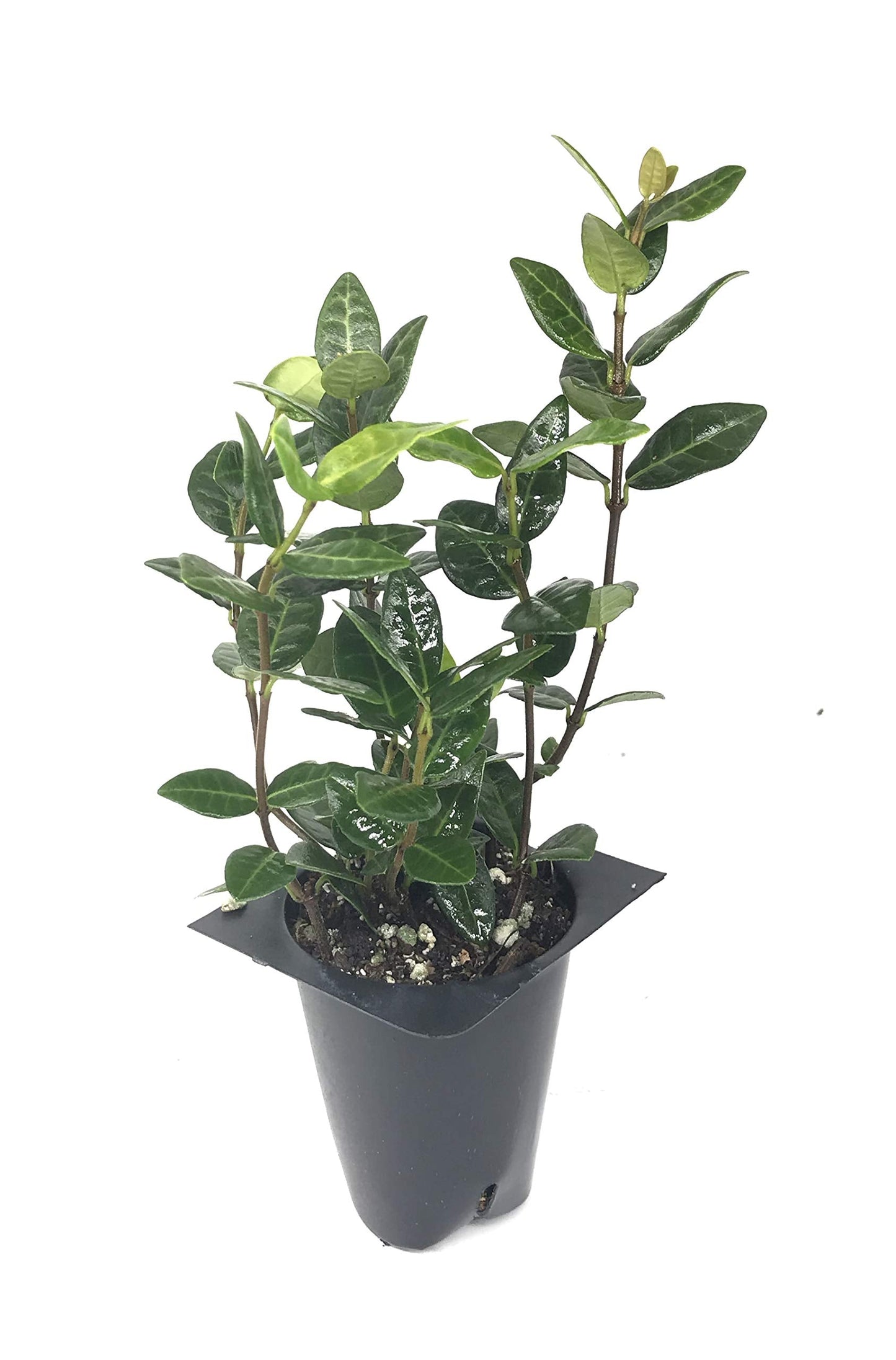 Asiatic Jasmine Minima - 60 Live Plants - Asian Ground Cover Fully Rooted with Soil