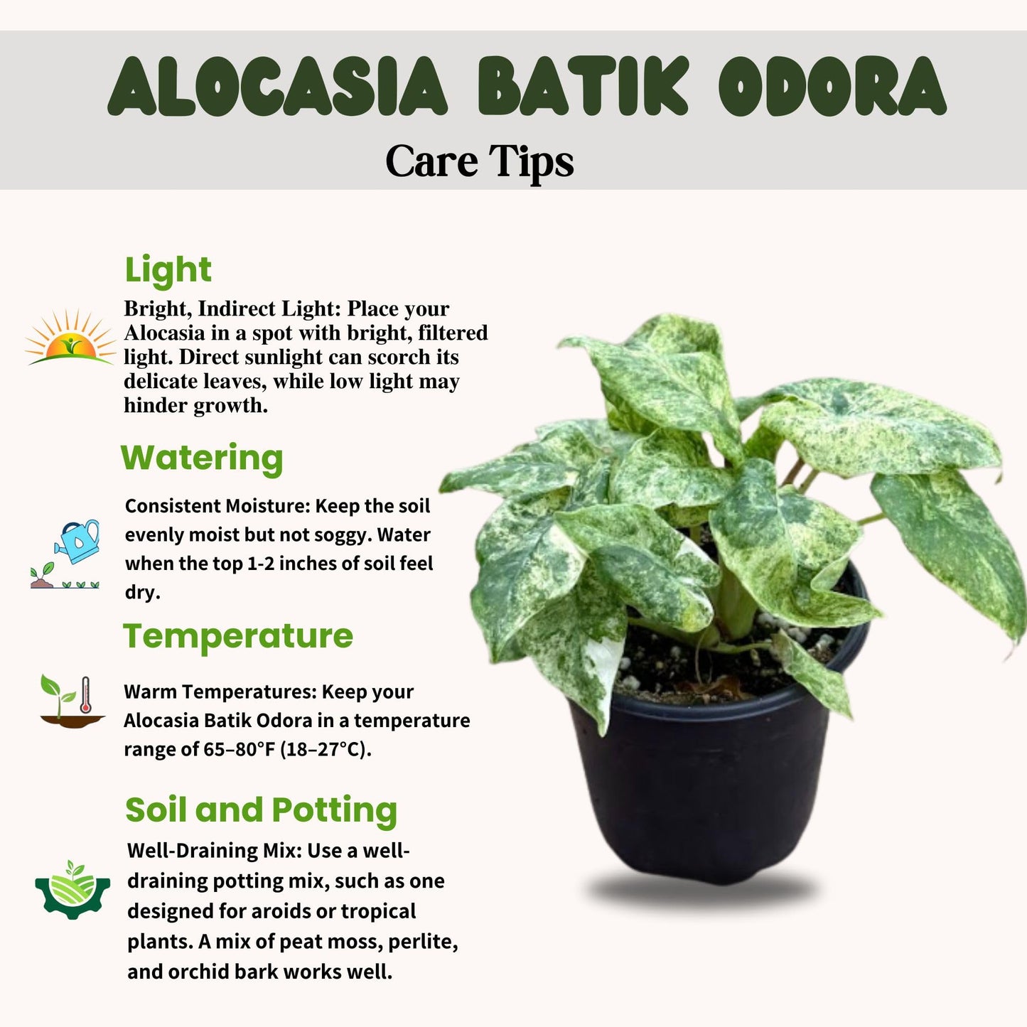 Live Alocasia Batik Odora Variegated Plant - Rare Exotic Tropical Houseplant, Stunning Indoor Foliage, Easy Care Air-Purifying Plant for Home Decor, Office, and Unique Gifts (Heat Pack Included)