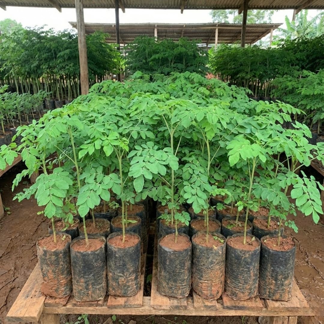 2 Moringa Trees Plants Live for Planting, Moringa Oleifera, Malunggay Well Rooted, 6 to 10 Inches Tall, No CA