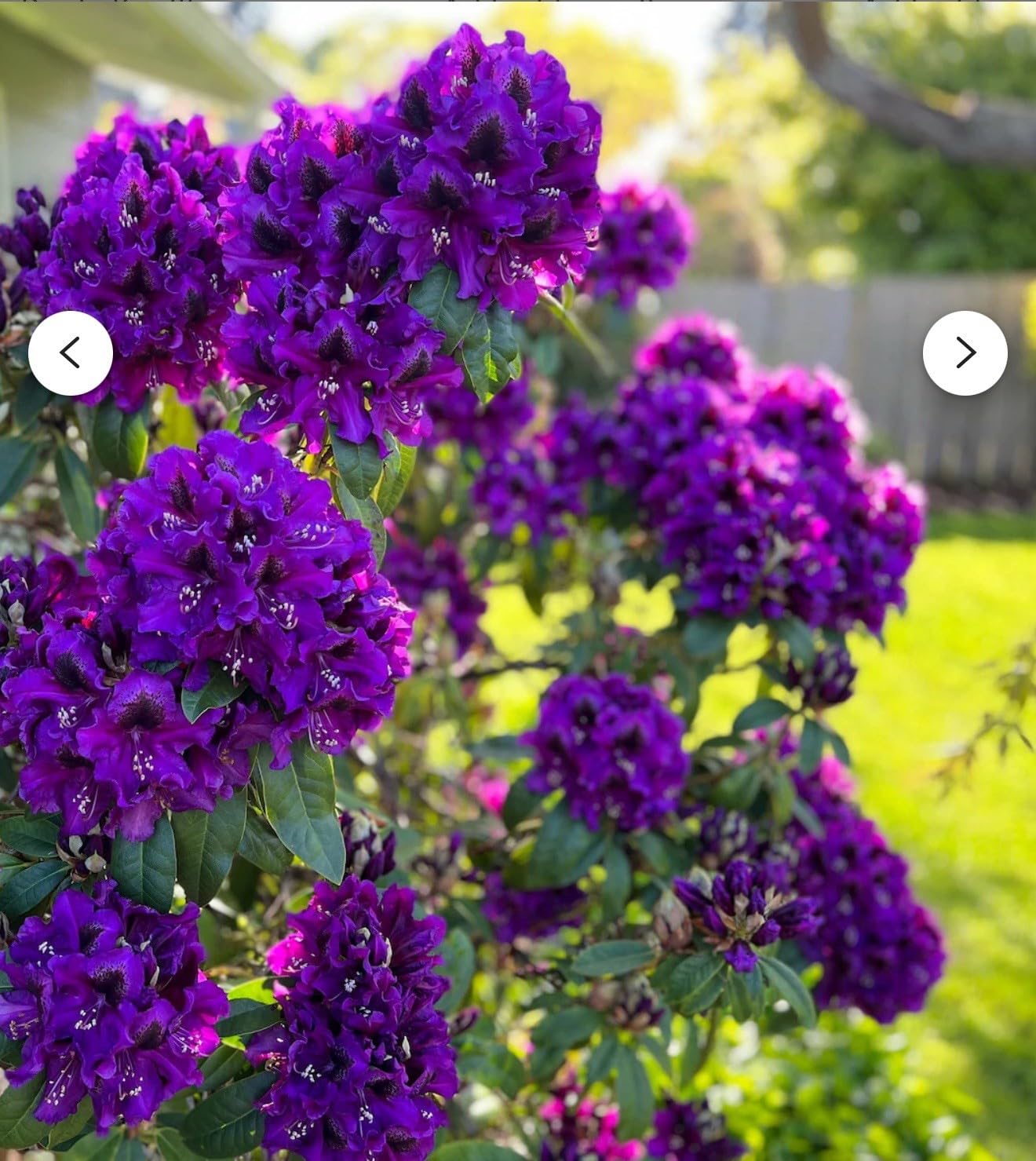 Live Plant - Florence ParksRhododendronWell Rooted Starter Plant
