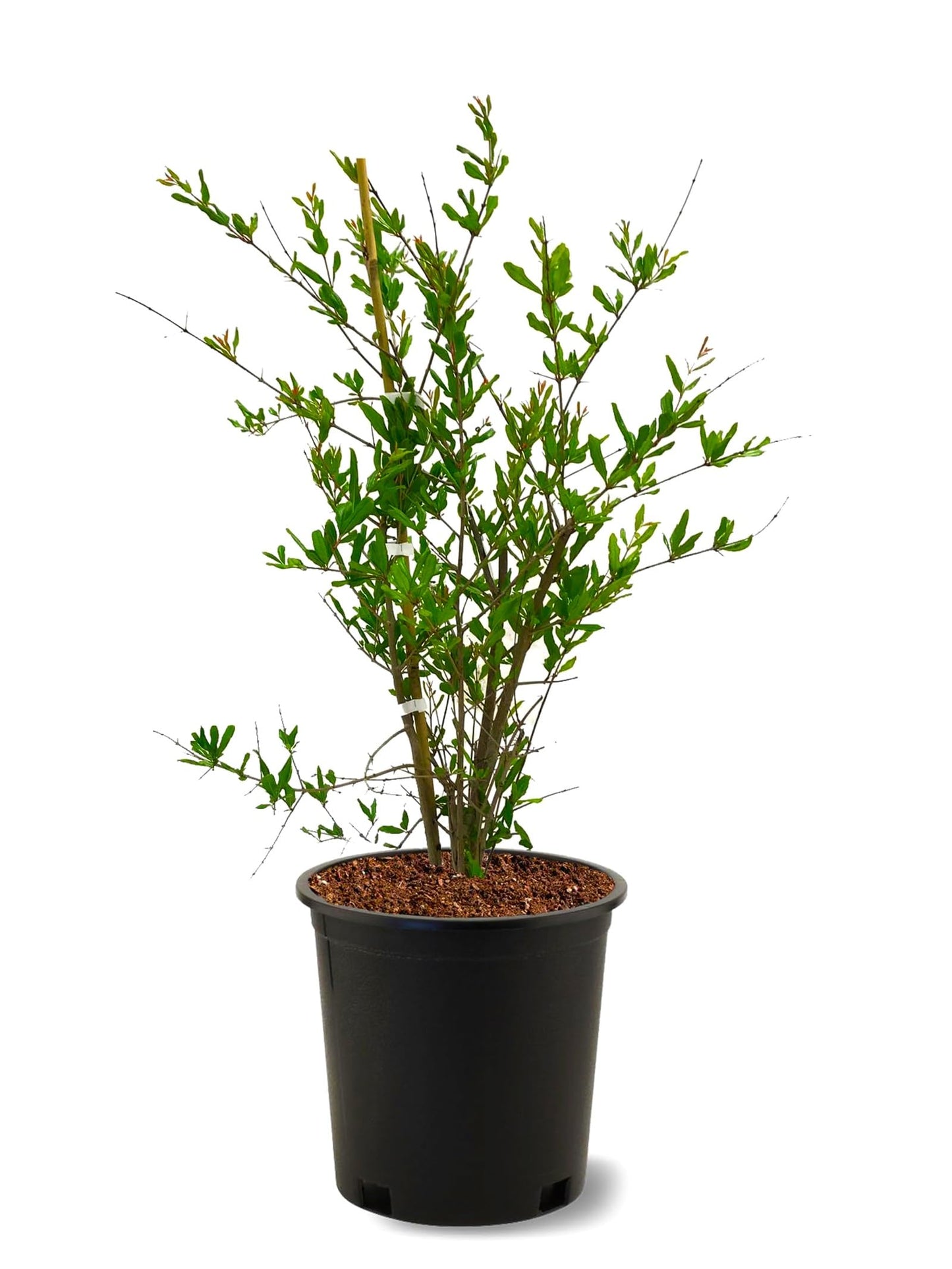 American Plant Exchange Pomegranate Tree 'Wonderful' – 5-Gallon Pot – Live Fruit-Bearing Tree, Cold-Hardy, Sweet & Tart Red Fruit for Home Orchards, Patios, Gardens & Edible Landscapes