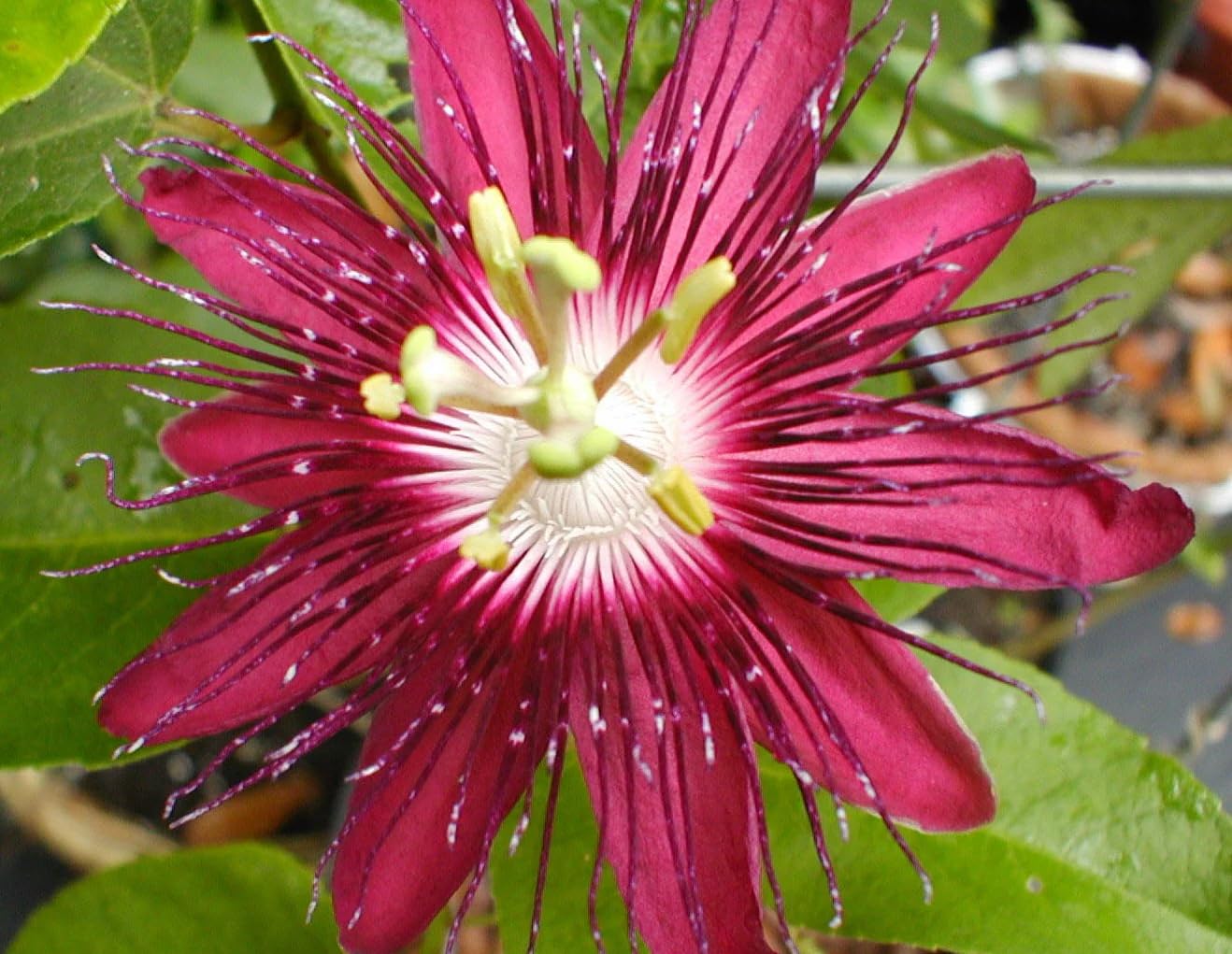 Lady Margaret Passiflora Live Plant | 5-9" Tall | Rare Raspberry Red Passion Flower Vine | Hardy Zone 8-11 | Fast-Growing Indoor/Outdoor Patio Climber | Exotic Hummingbird Attractor