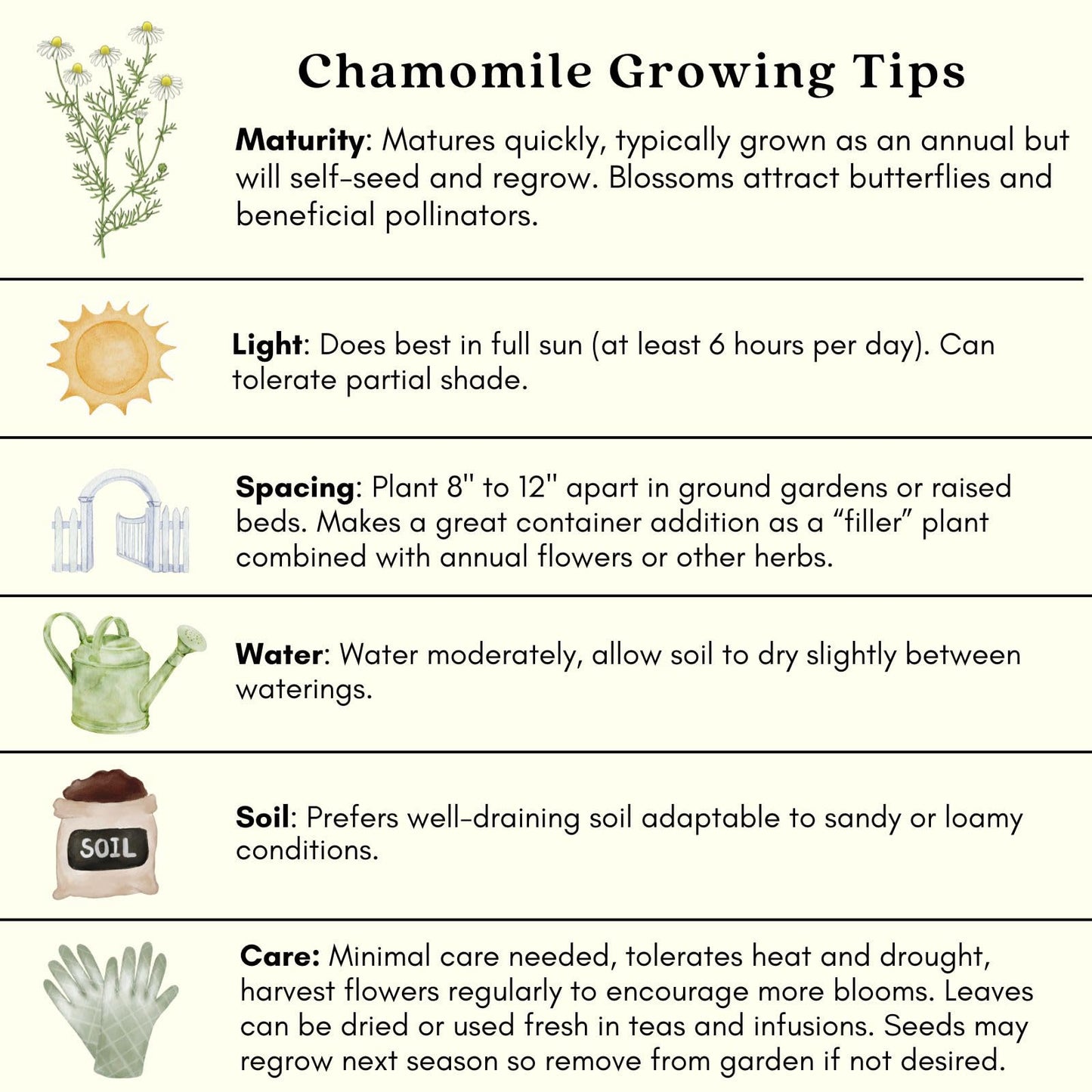 Clovers Garden Chamomile Herb Plants – Two (2) Live Plants – Non-GMO - Not Seeds - Each 4" to 8" Tall – in 4" Inch Pots - Attracts Polinators, Edible, Medicinal