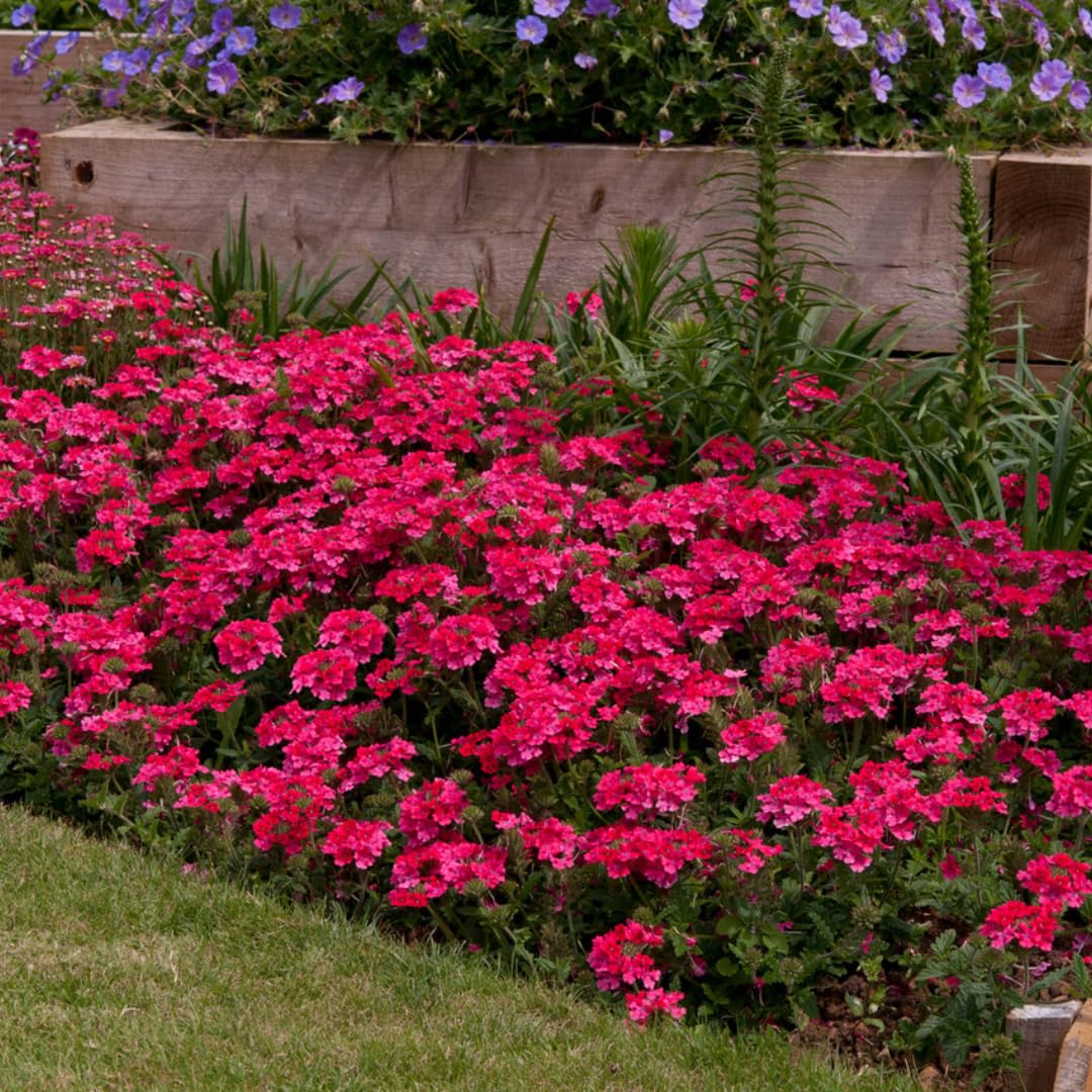 Pack 2 Pink Perennial Verbena Plants, Pink Verbena Live Plants, Verbena Flower Trailing Plants Live for Planting, Pink Verbena Plants in Zones 7 to 11