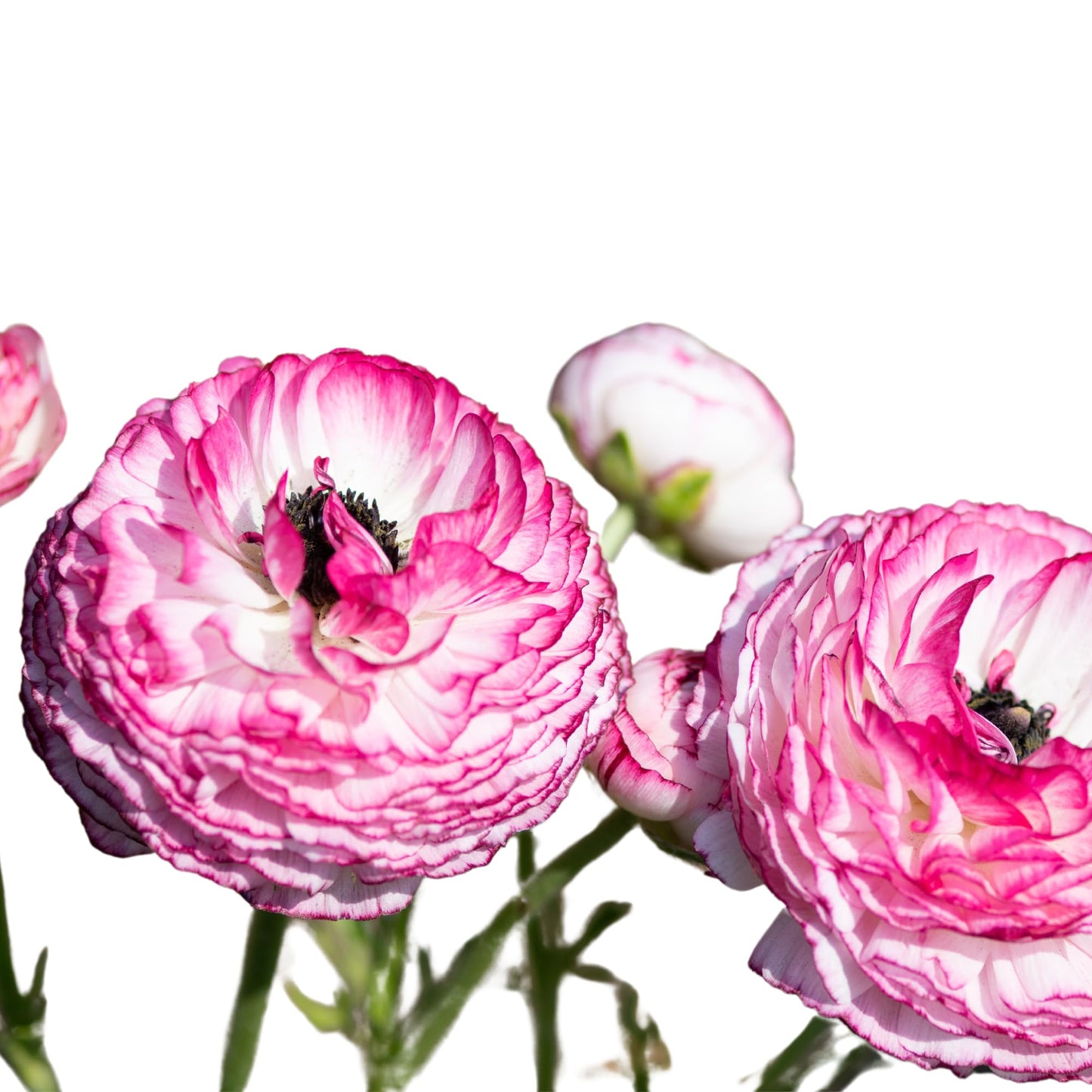 Ranunculus Bulbs - Picotee Pink - Beautiful Pink and White Flowers - Large and Healthy Ranunculus Corms Ready to Grow in Spring or Summer Gardens from Hand Picked Nursery (40)