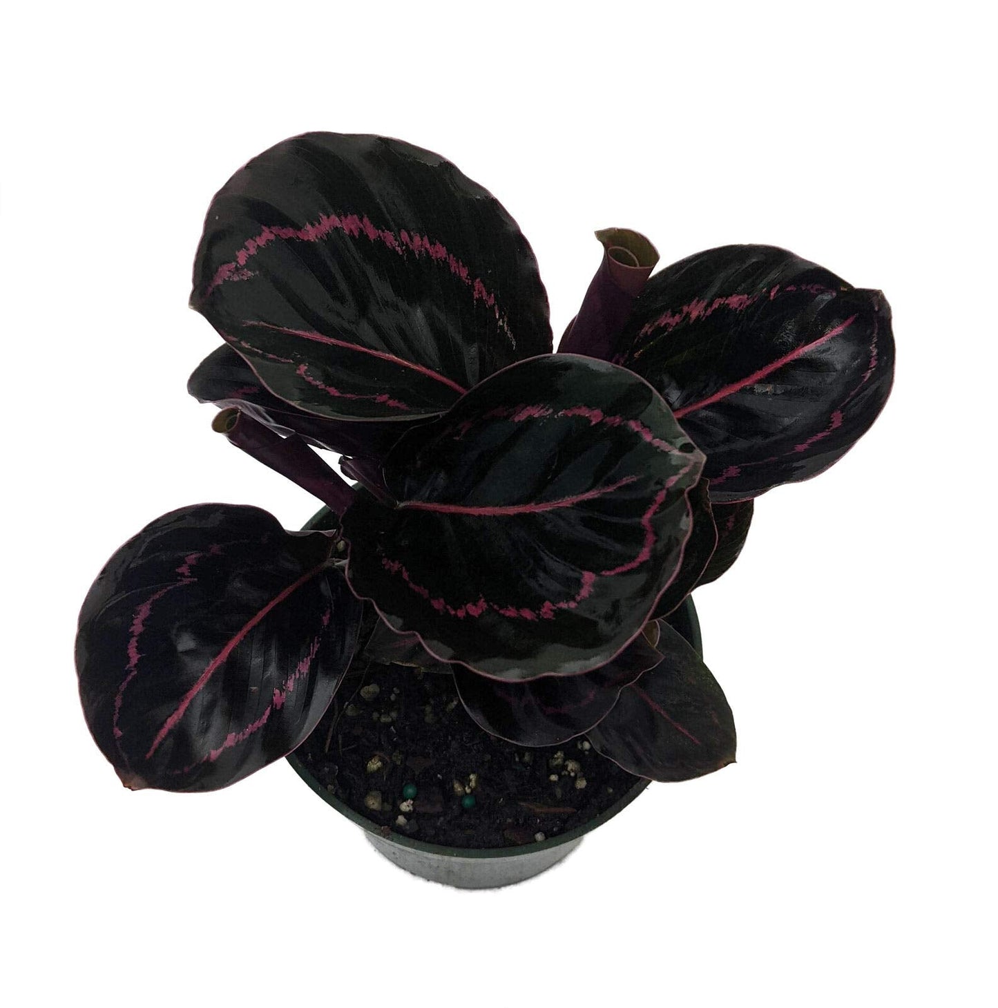 SmartMe Live Plant - Dottie Rose Painted Prayer Plant - Calathea roseopicta 'Dottie' - Easy - 4" Pot - Flowering Plant