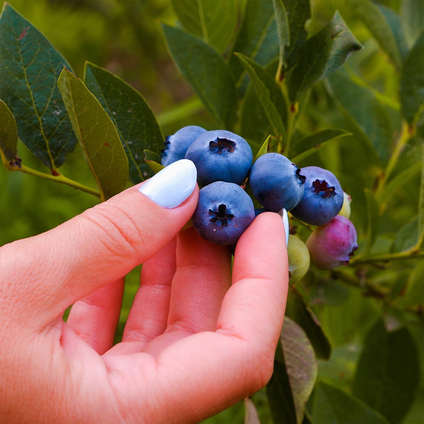 Perfect Plants Duke Blueberry 1 Gallon | Live Fruit Bush for Gardening | Edible Berries