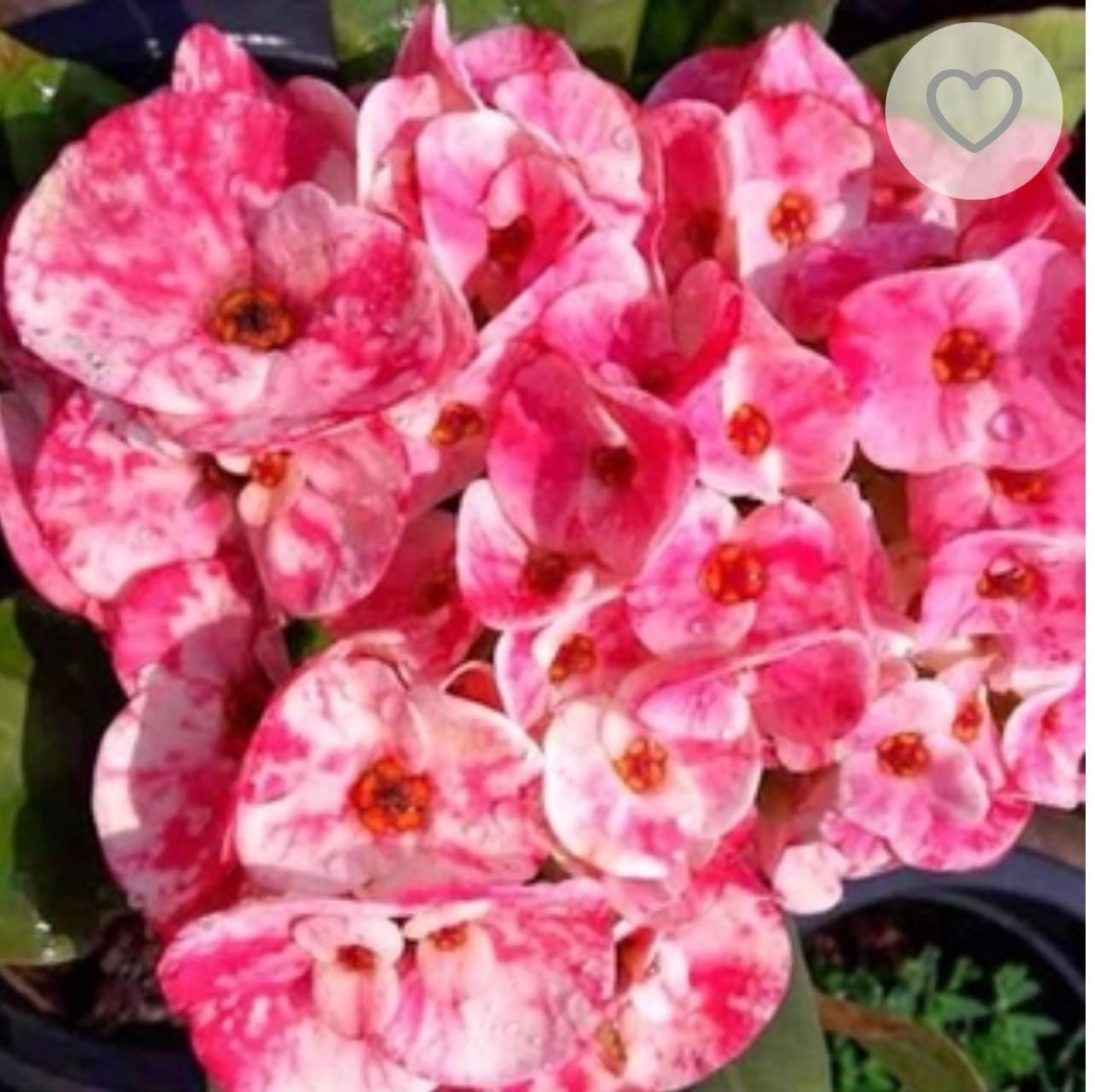 Live Plant - Look Petch Petai-Crown of Thornseuphorbia Milii Christ Plant