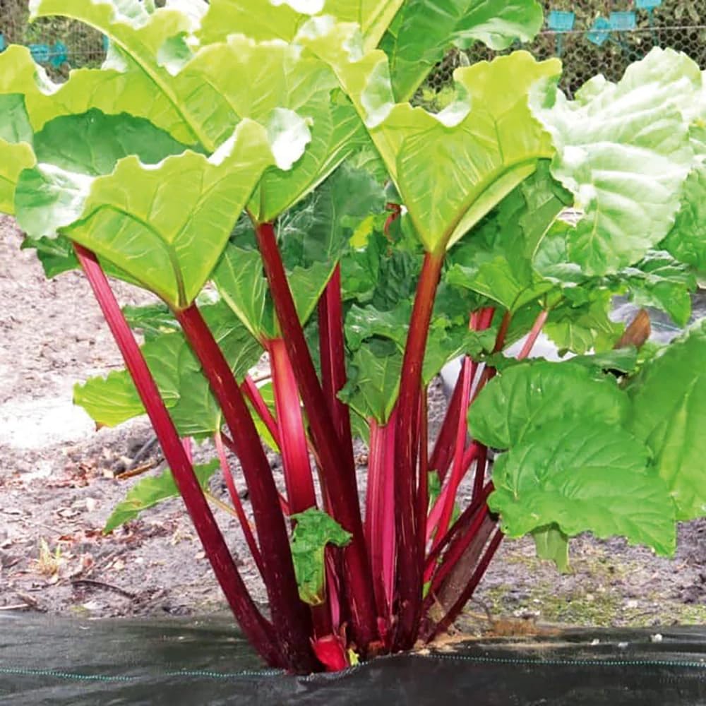 Votaniki Victoria Rhubarb Crown for Planting – Hardy, Sweet & Tart Rhubarb for Your Garden | Easy-to-Grow & Fast-Growing Perennial (1 Pack)