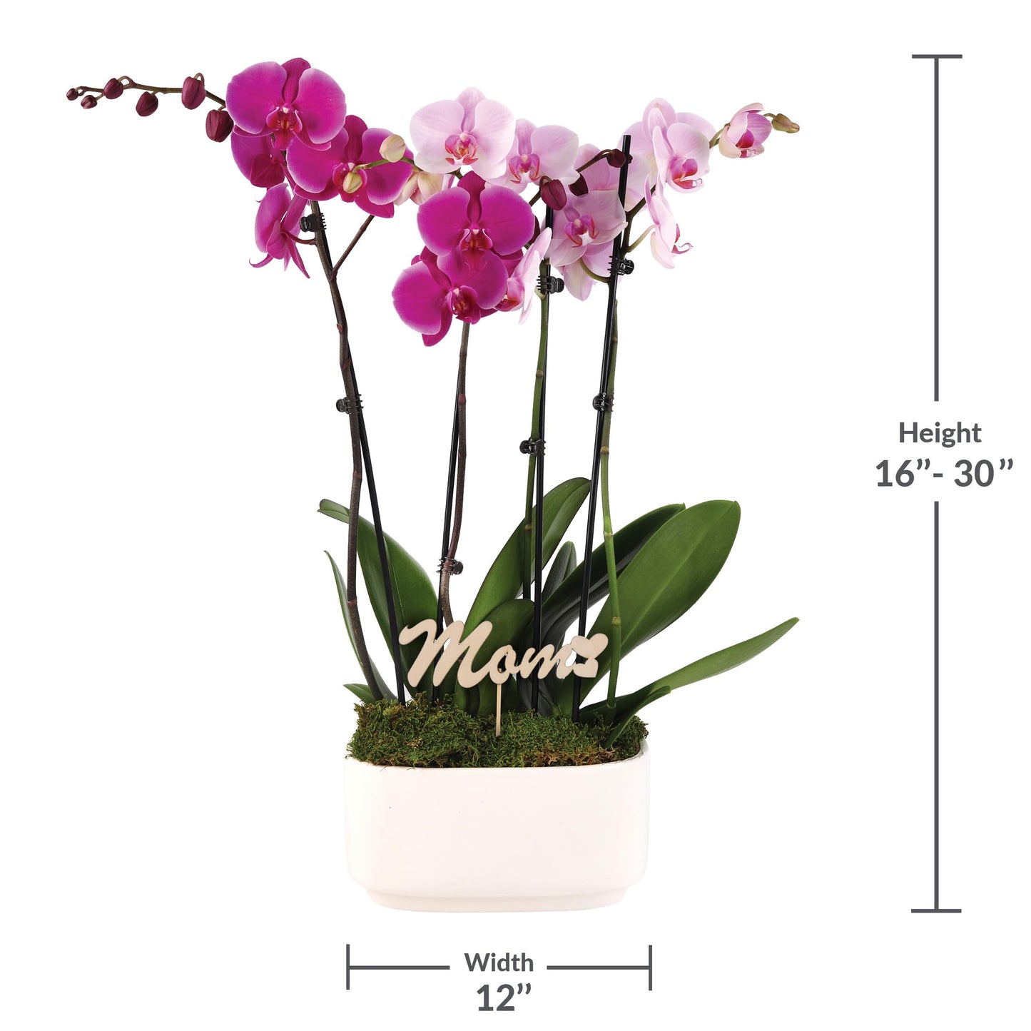 Green Circle Growers 10" Pink and Magenta Orchid Duo in White Pot with Mom Pick, Live Indoor Plants, House Plant