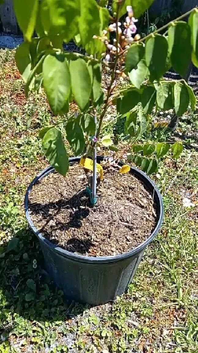 Live Plant - Big Carambola Tree Grafted (Averrhoa Carambola) 2′-3′ Tall