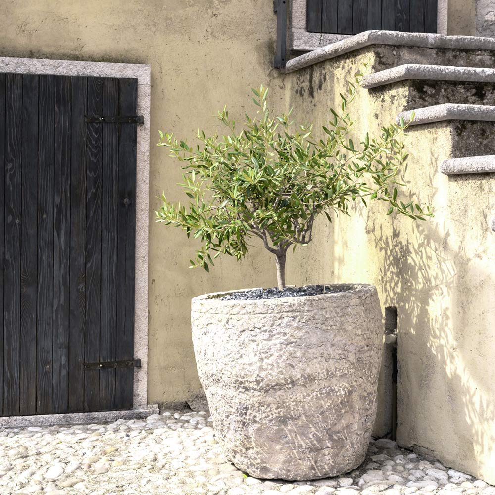 Perfect Plants Arbequina Olive Live Plant, 2-3ft, Includes Care Guide