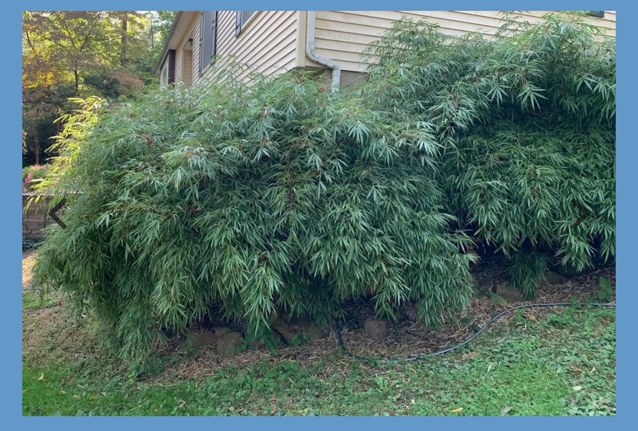 Live Plant - fargesia dracocephala-Rooted Plant-Non Invasive-Cold Hardy-18-24”