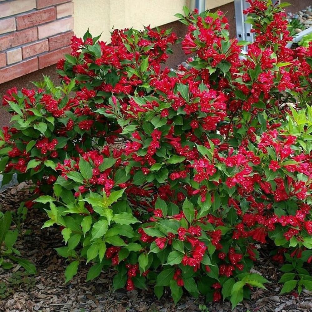 Red Weigela Live Plant Blooming Shrub, 1-2 Ft Hardy Dormant Perennial Flowering Bush for Garden Borders