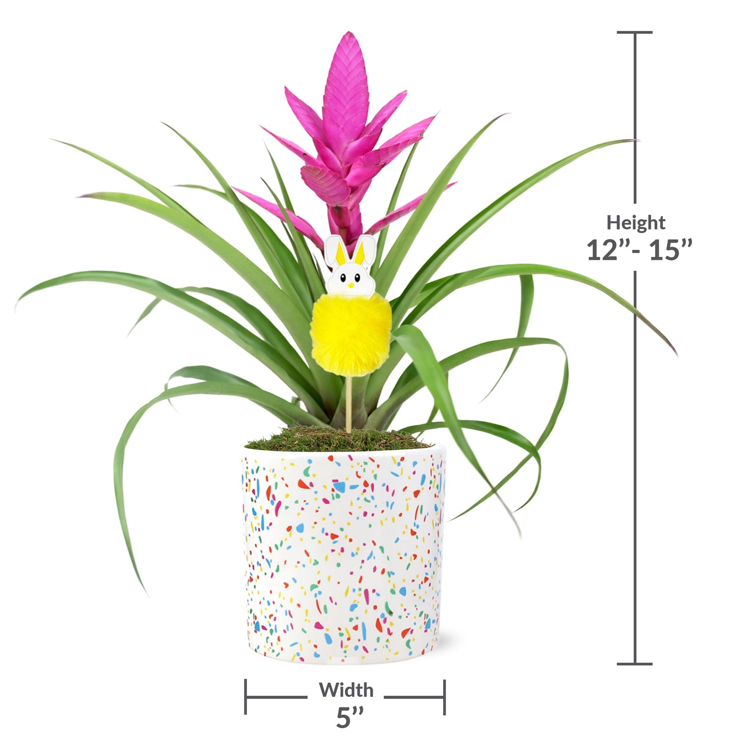 Green Circle Growers Pink Antonio Bromeliad in a 5" Terrazo Pot with Bunny Pick, Live Indoor Plants, House Plant