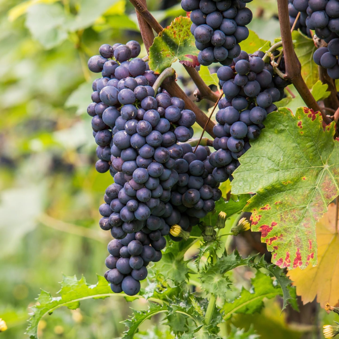 Blue Black Grape Vine, 1-2 Year Old, Live Grape Fruit Plant Live, Cold Hardy Grape Tree