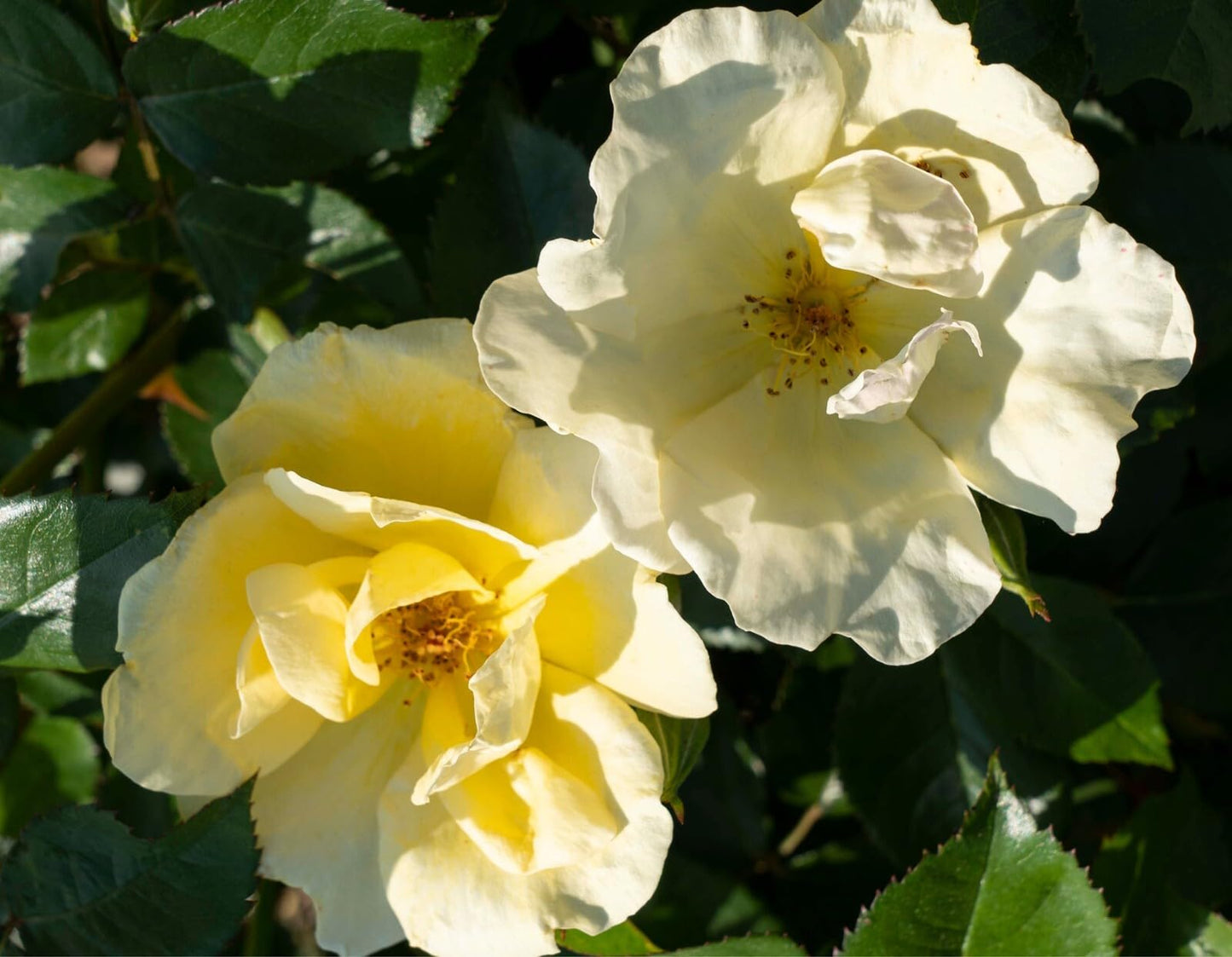 Live Plant - Easy Bee-Zy Knock Out Rose - Live Plant - (1 Qt)