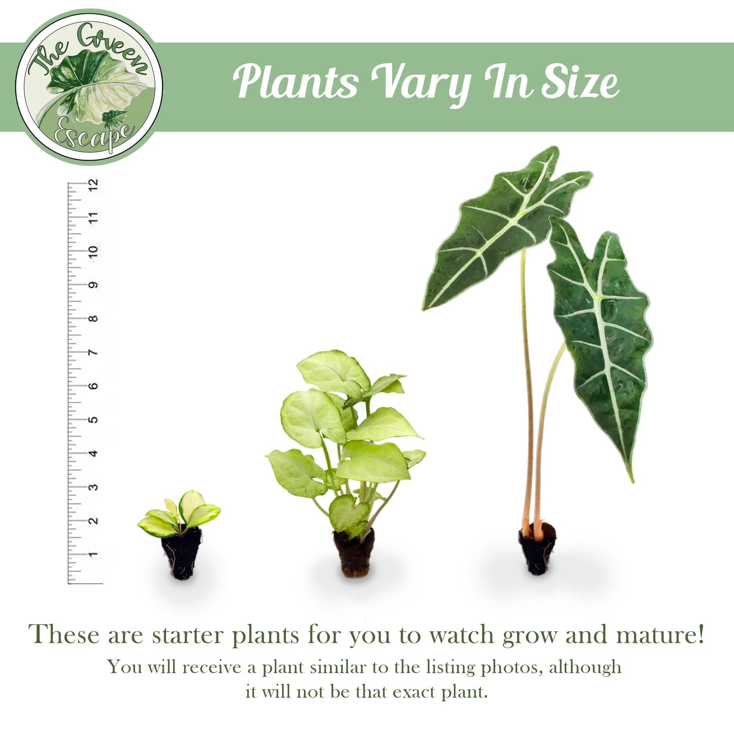 Generic Florida Special Pineapple Starter Plant, Natural