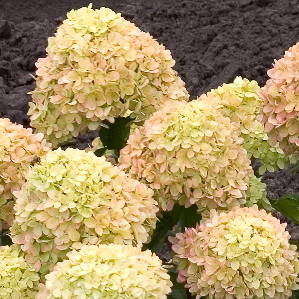 Brighter Blooms - Little Lime® Hydrangea Shrub, 1 Quart - No Shipping to AK, AZ, HI