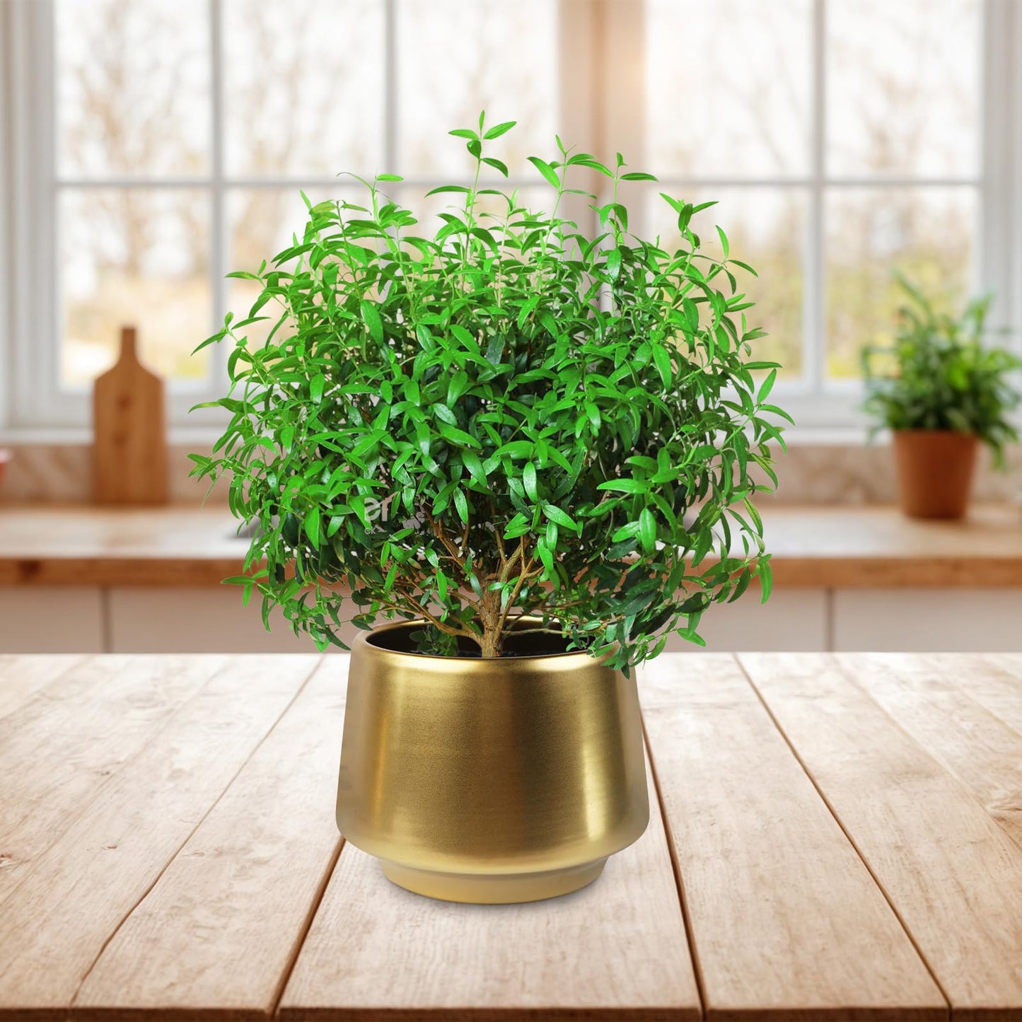 Decor Trends Gold Planter Flower Pots 6 inch Decorative Plant Pots for Indoor Gold Brass Succulent Plant Pots Containers (Dia 6 inch), Small 5.9‘’