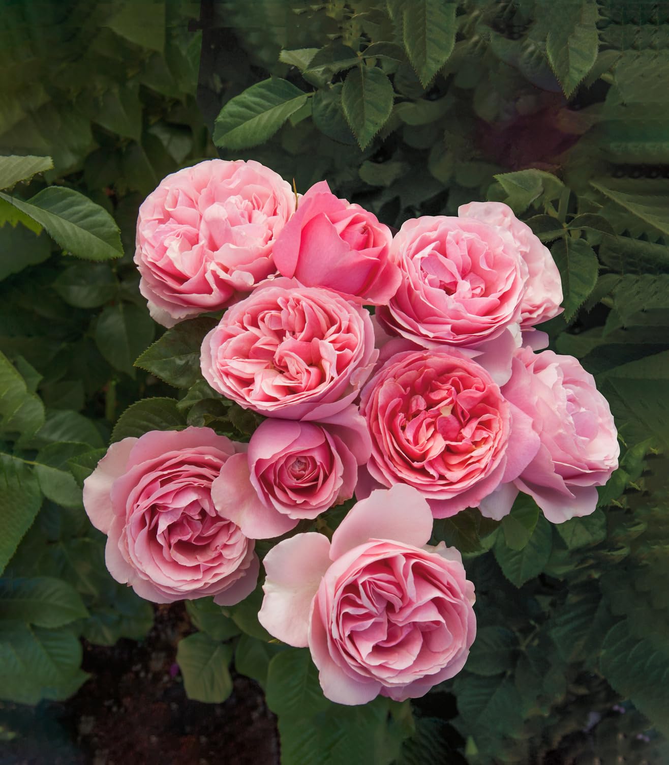 Heirloom Roses Rose Plant -All Dressed Up™ Pink Moderately Fragrant Grandiflora Live Plants for Outdoor Garden