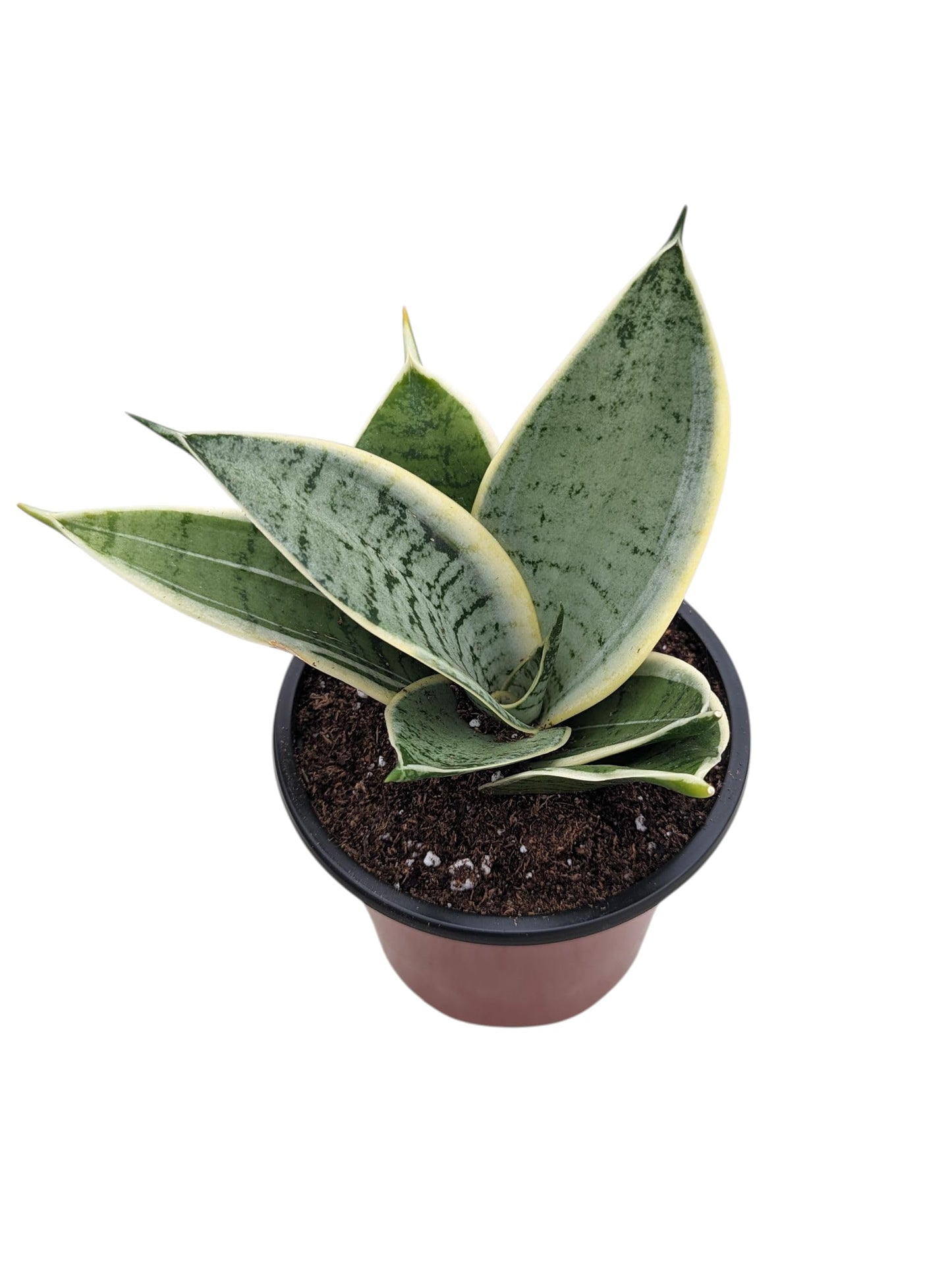 Starlight Snake Plant, 4 Inch Live Indoor Houseplant in Pot, Natural Home Decor, Easy Care Sansevieria