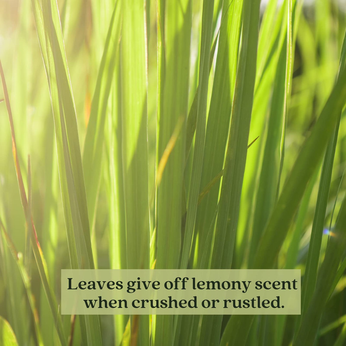 Clovers Garden 2 Large Lemongrass Plants Live - Mosquito Repellent Plants 4”– 7” Tall in 3.5” Pots - Non-GMO Edible Medicinal Herb Cymbopogon Citratus
