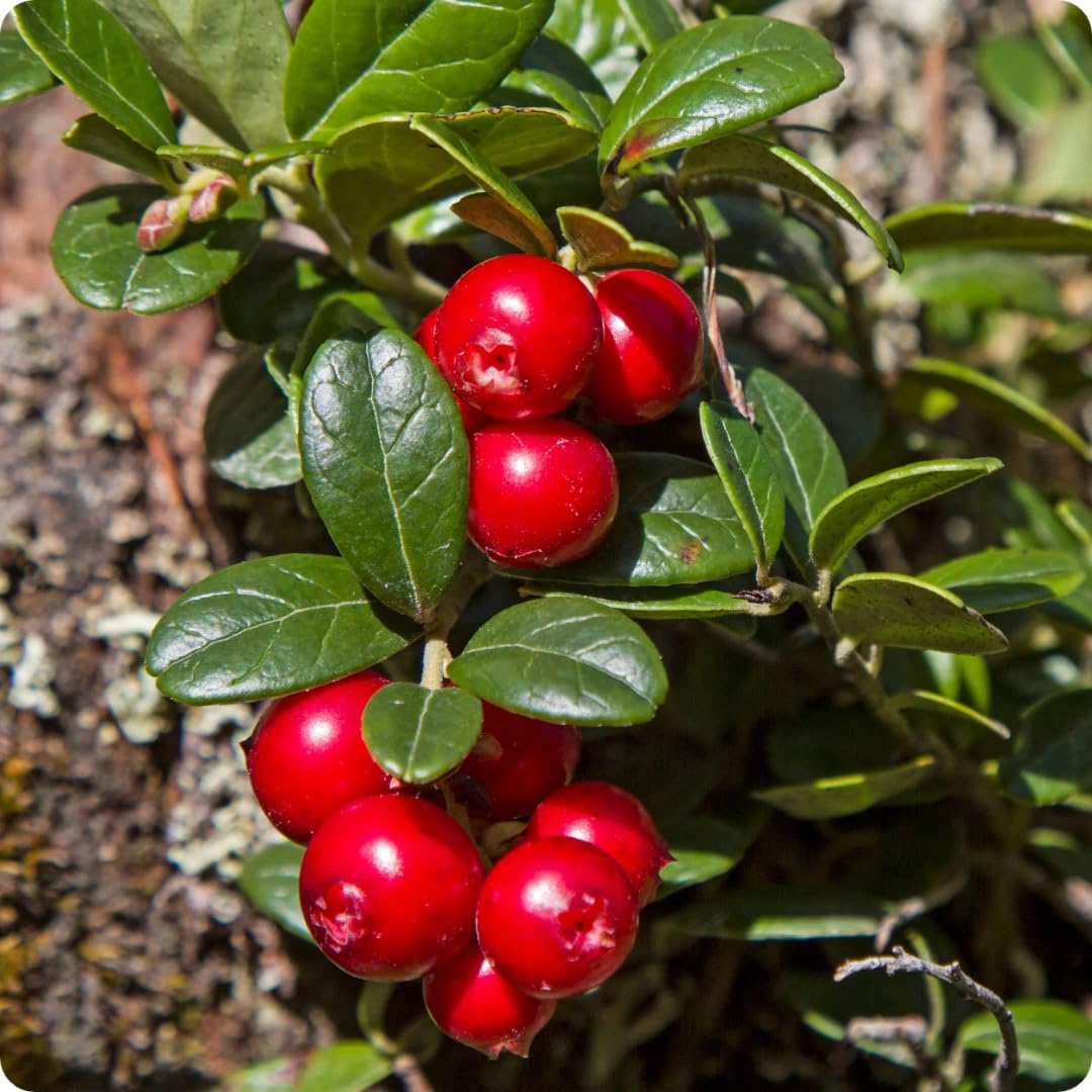 Cranberry Trees Plant Live in 3 Inch Pot, Low Bush Groundcover, Red Cranberries Tree Viburnum Plant, Edible Cranberry Tree Live for Growing