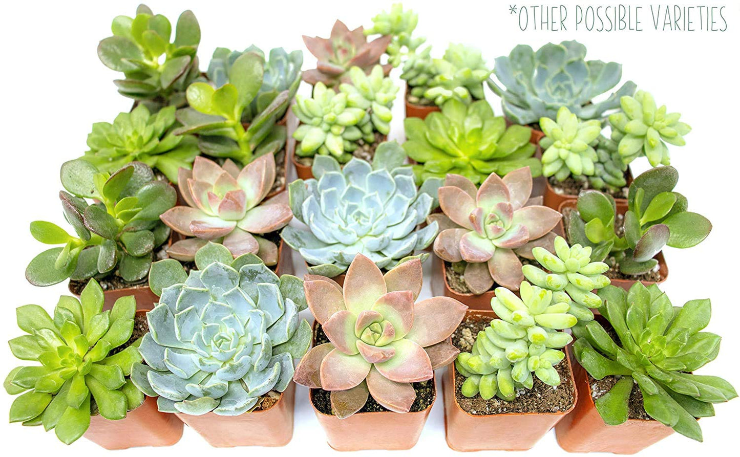 Succulents Plants Live in Garden Succulent Planters, Live Succulent Plants Live Plants in White Planter, Live Succulents Unique Gardening Gifts for Plant Lovers, Succulent Gifts by Plants for Pets